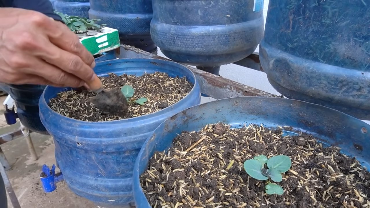 Fast Growing Kailan