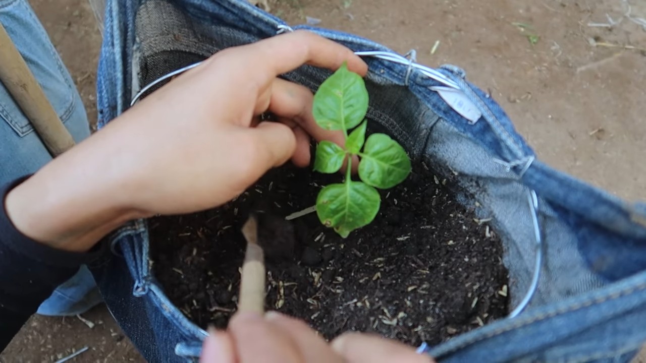 Pepper gardening with old jeans