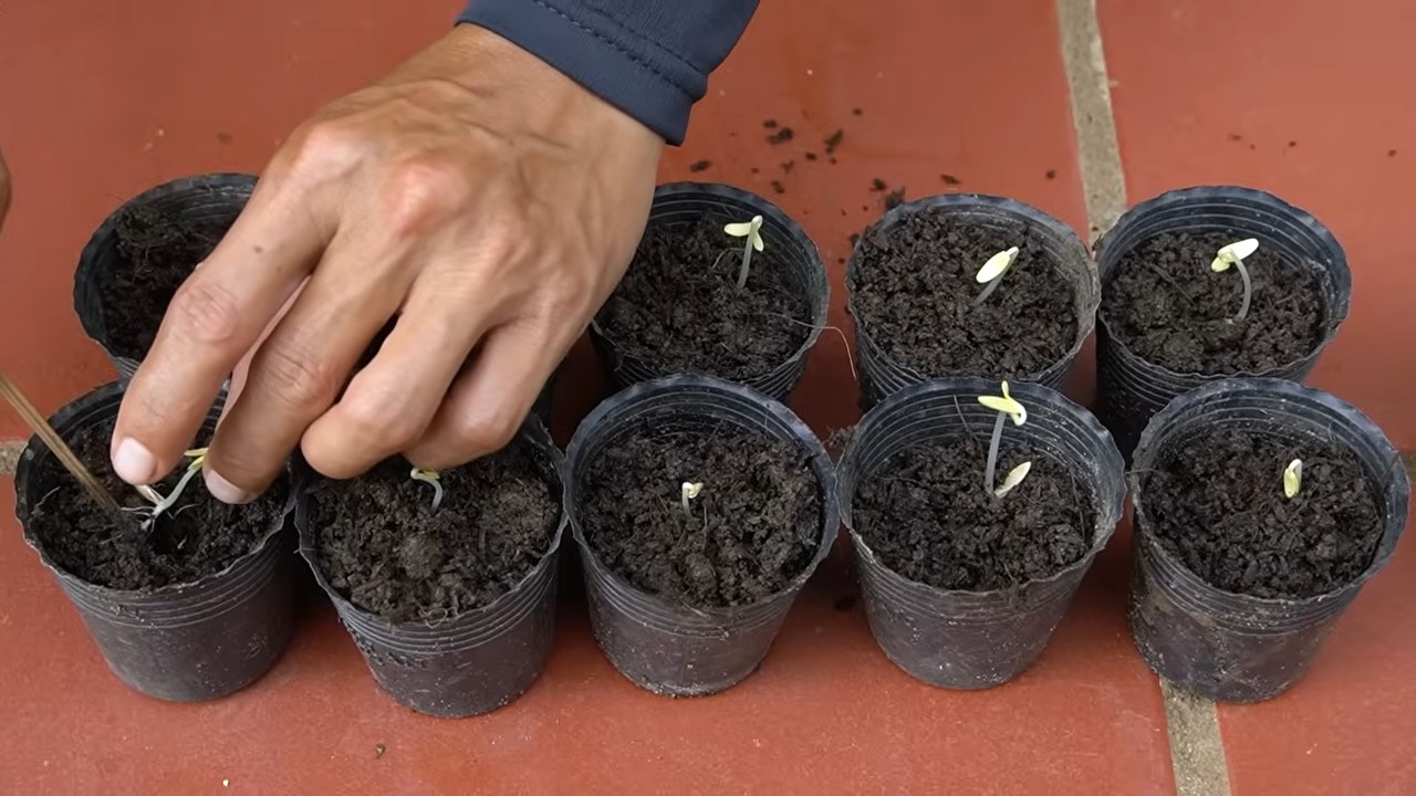 Cucumber garden boost