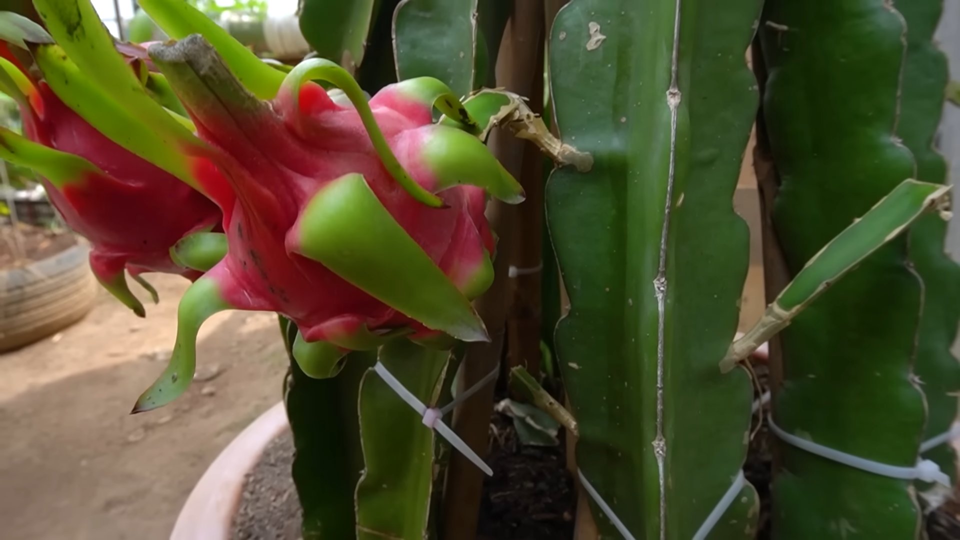 Grow Dragon Fruit at Home