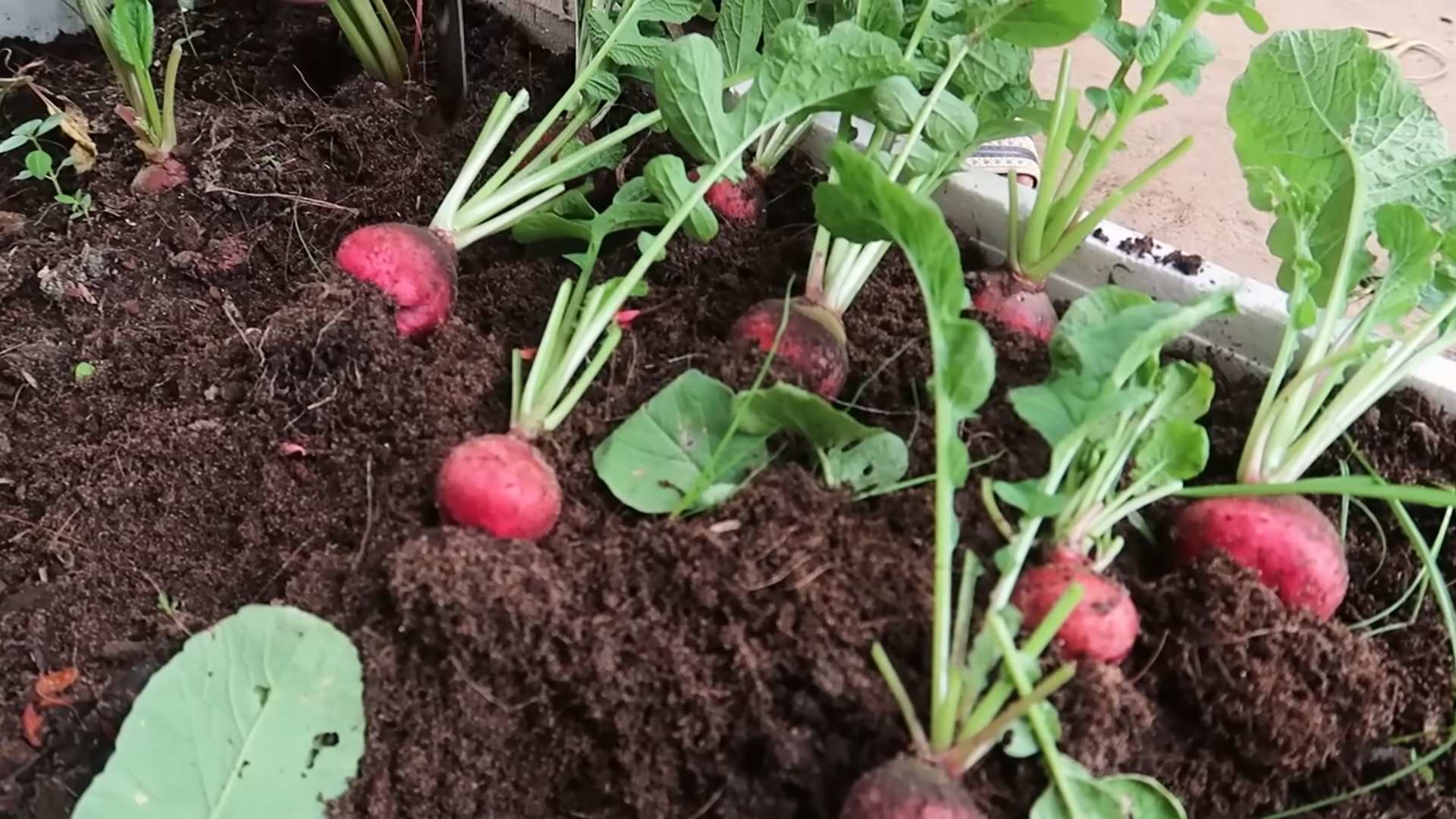 Cold Season Radish Growing
