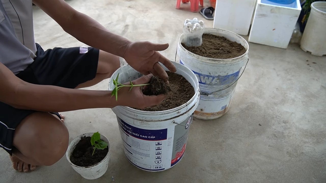 Grow Bitter Melon in Tubs