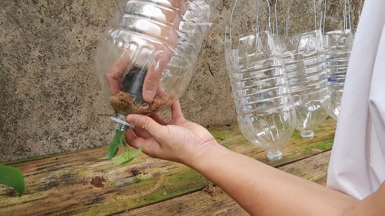 Hanging Eggplants Upside Down