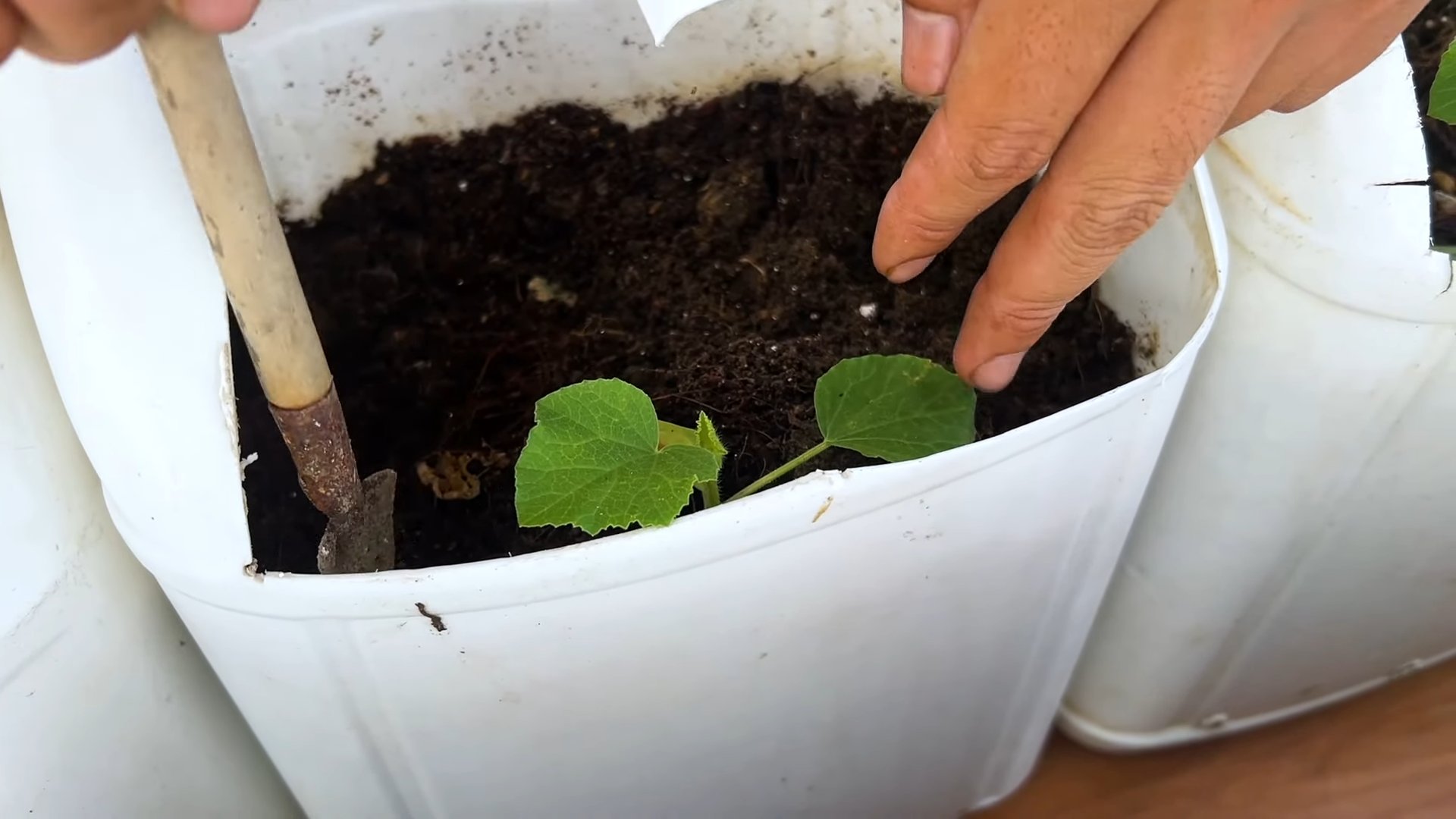 Grow Juicy Melons Easily