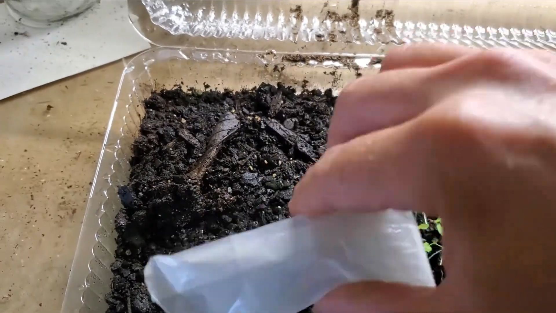 Start Heuchera Seeds Successfully