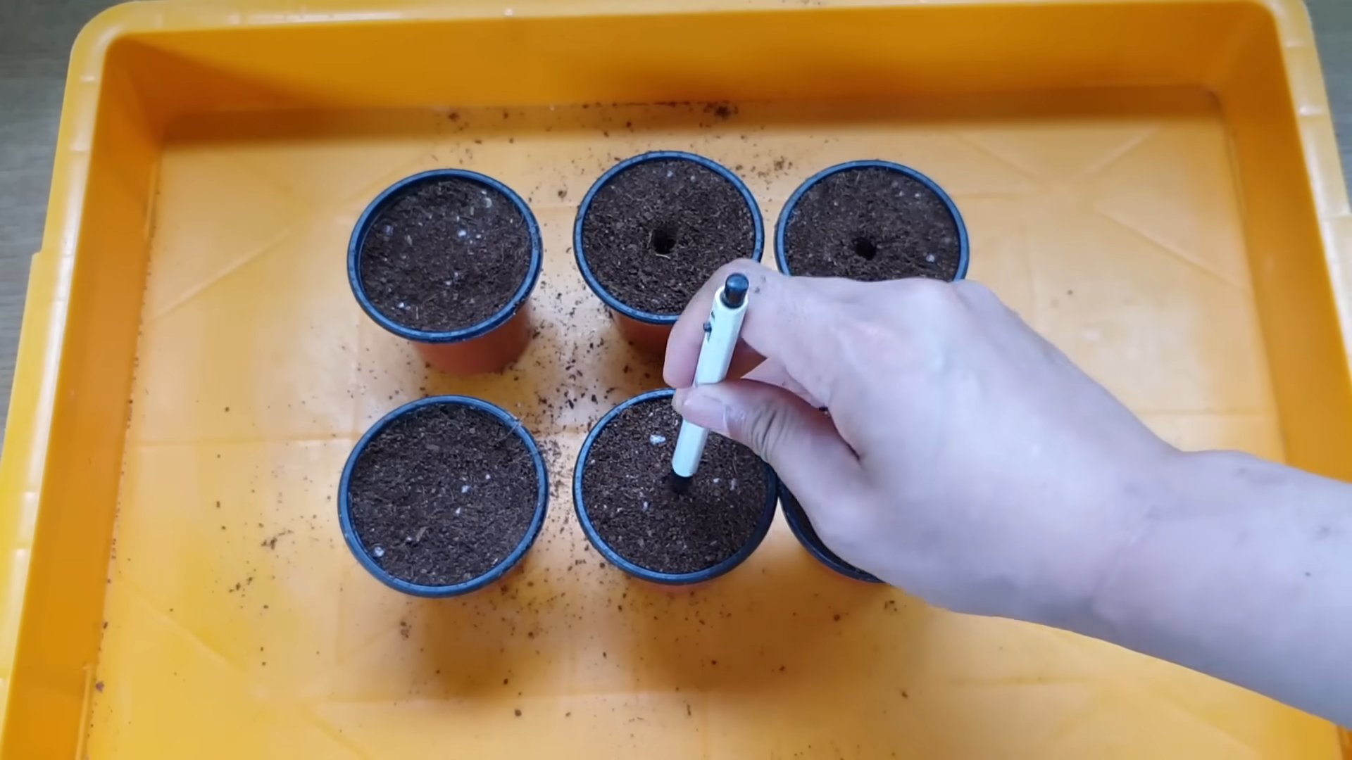 Grow Lemon Tree from Seed
