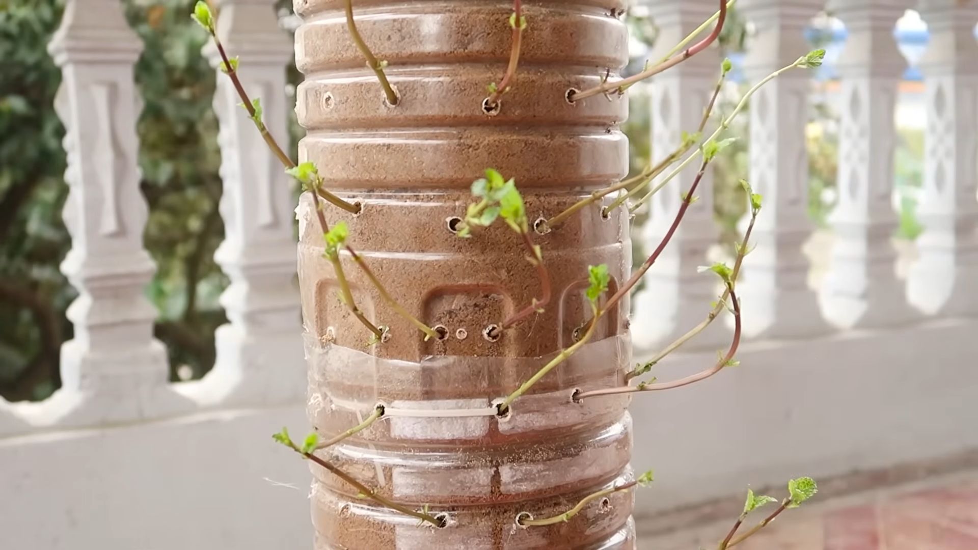 Hanging container mint garden