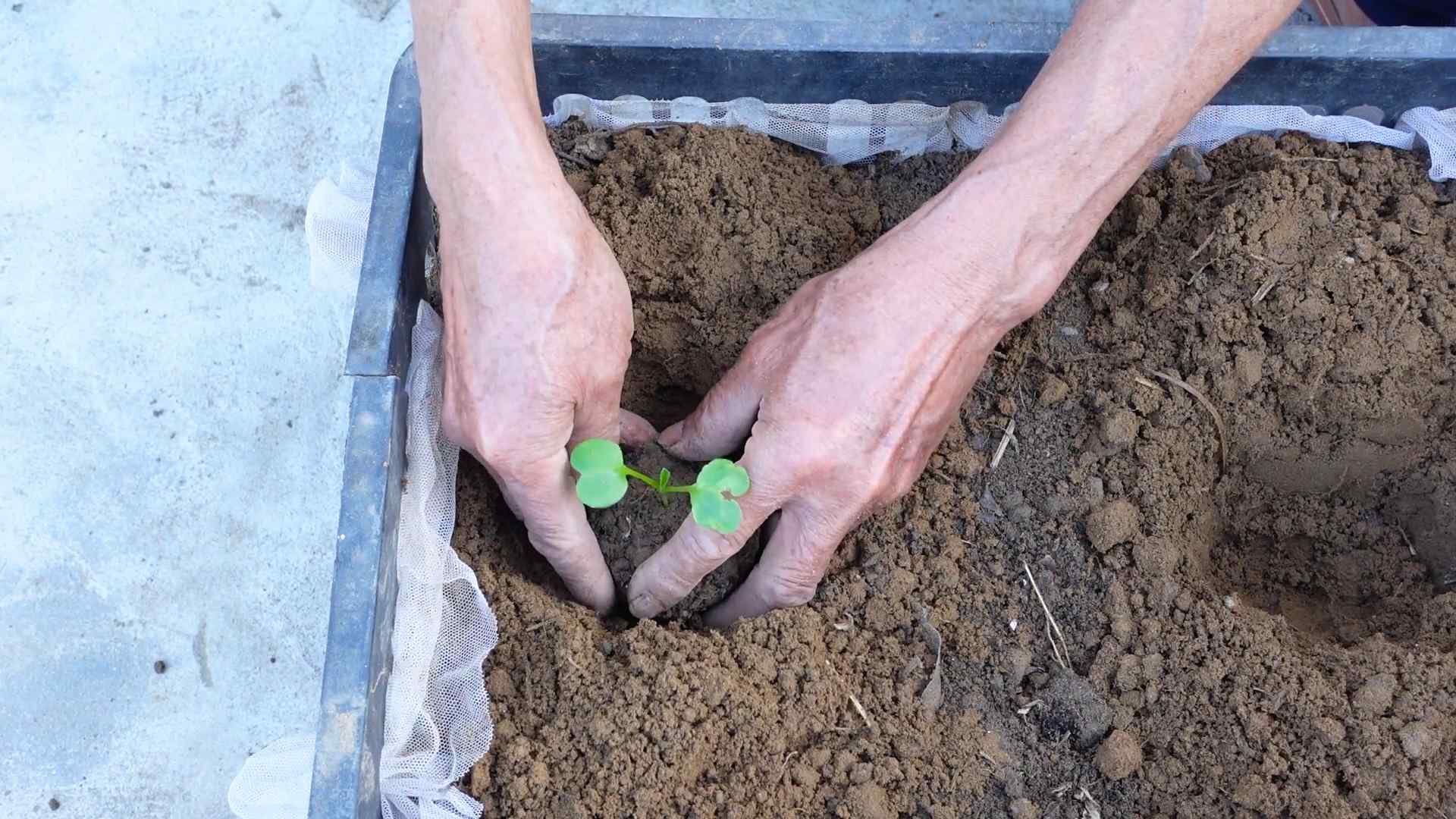 Grow Radishes at Home