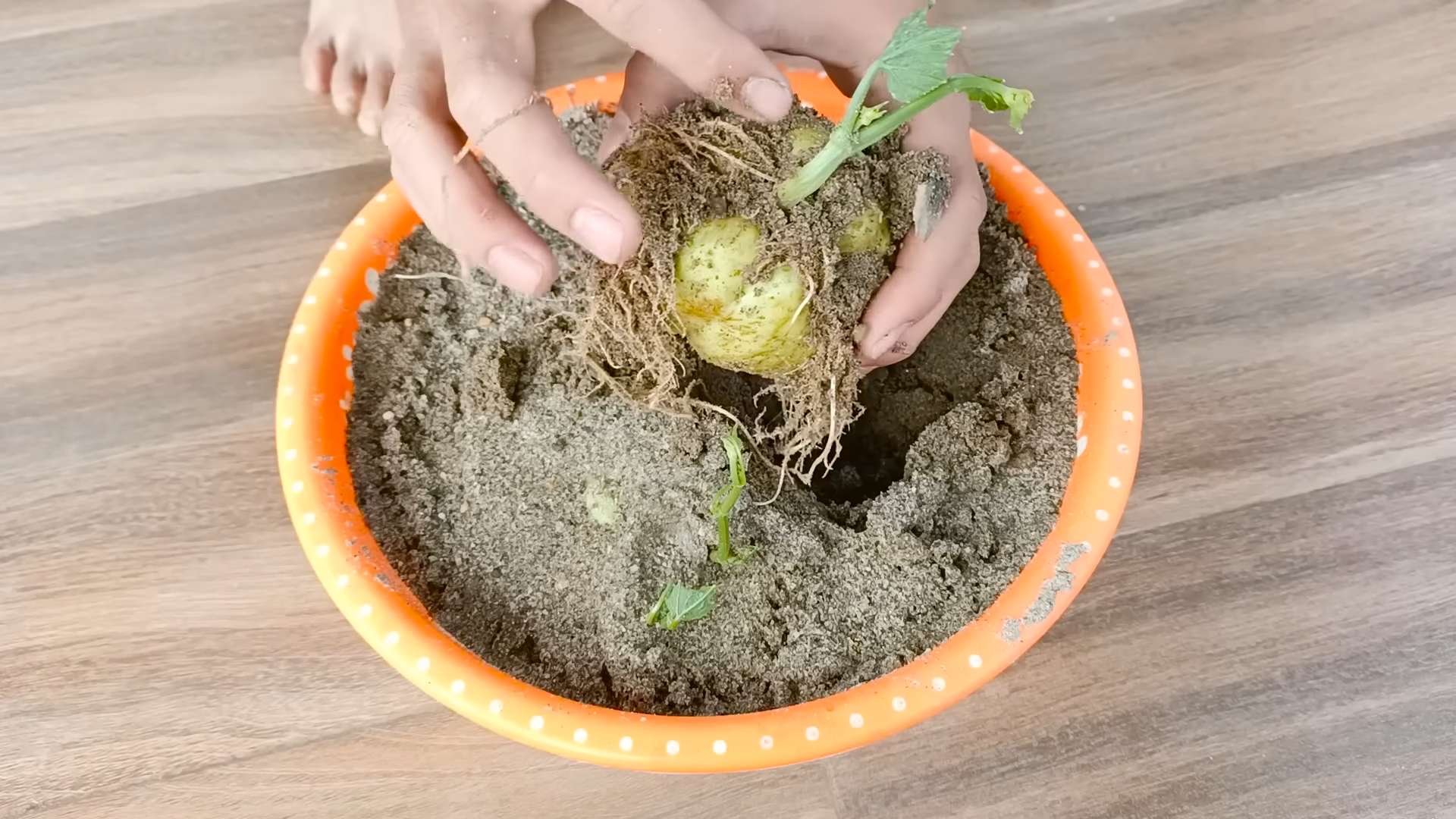 Growing Chayote in Containers