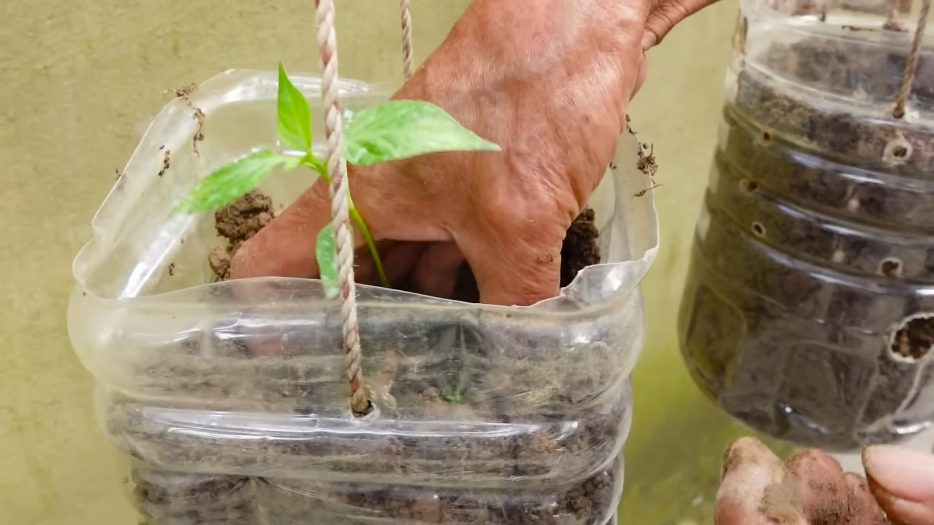 Cultivate Chili Peppers Anywhere