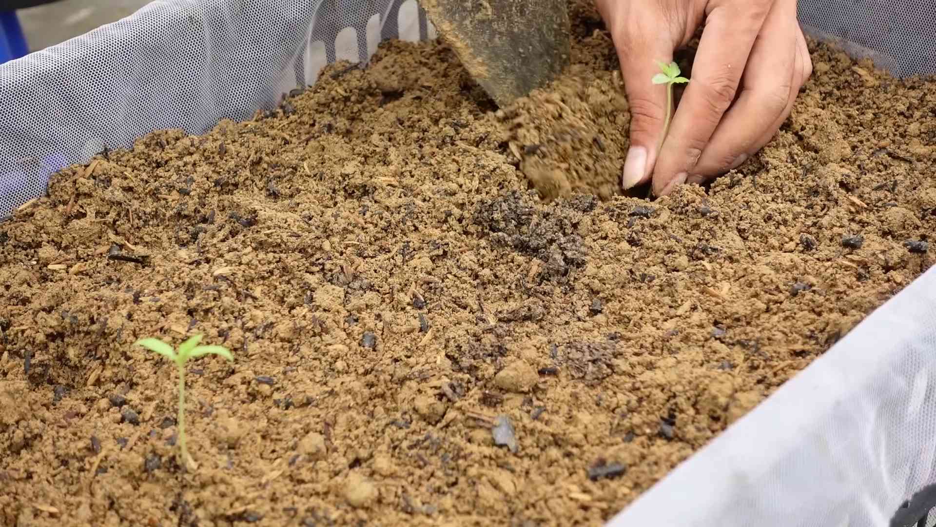 Easy Tomato Growing Home