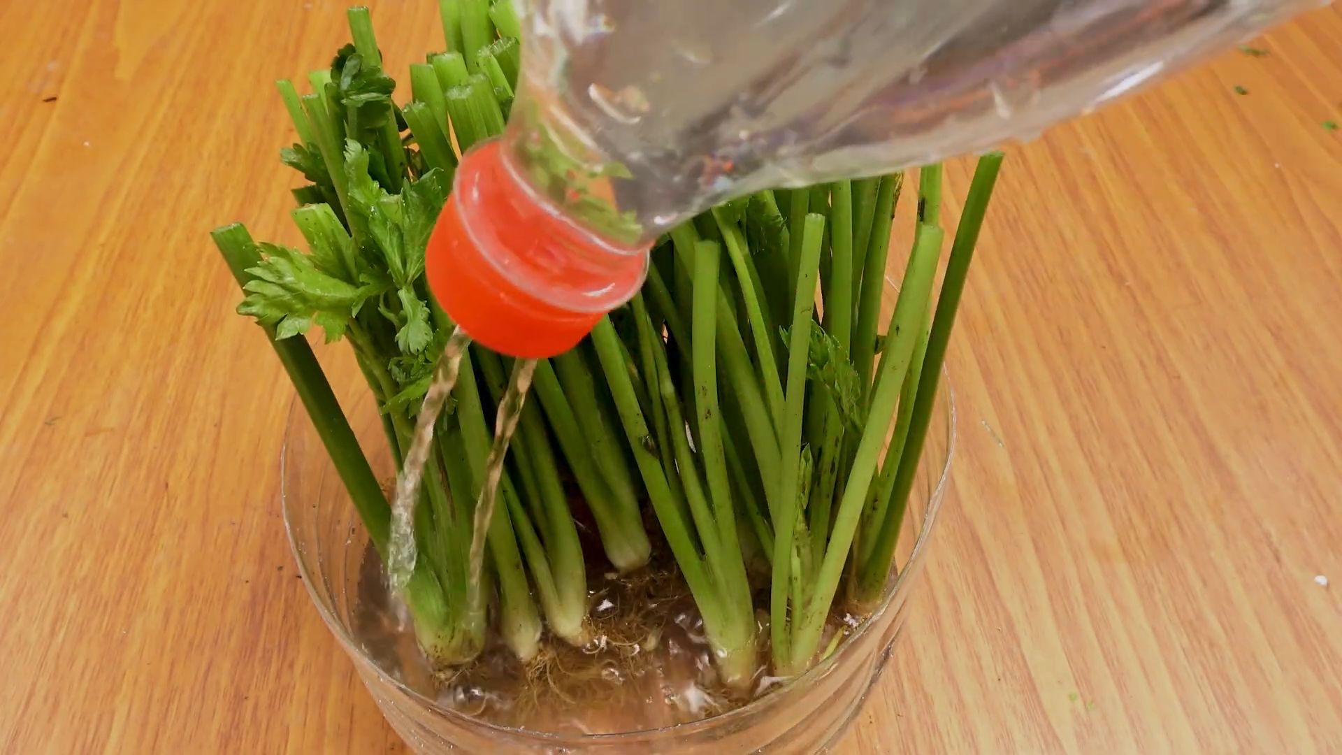 Growing Celery From Scraps