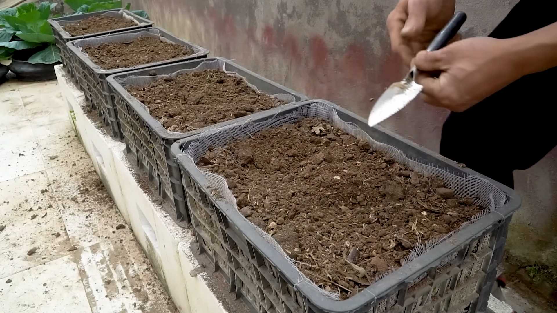 Zucchini planting easy hack