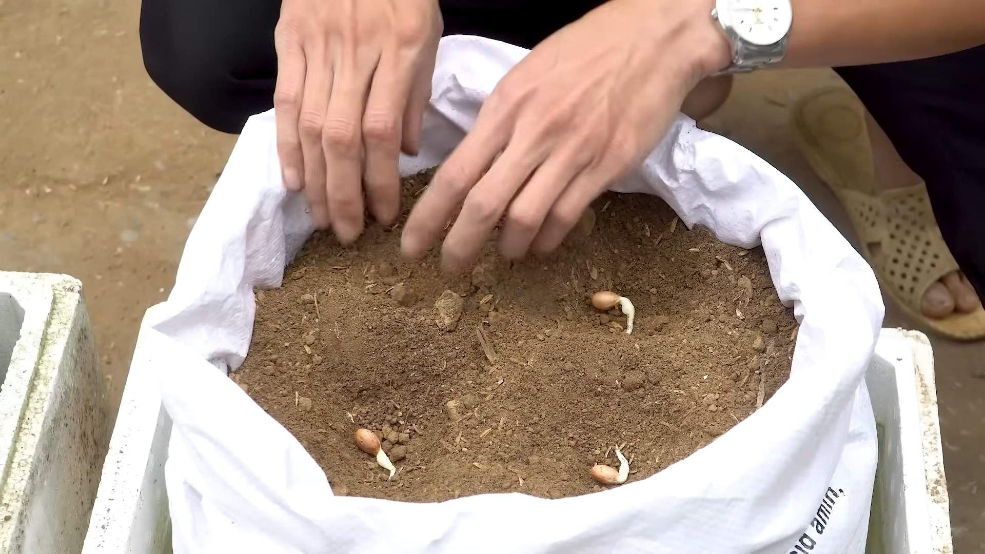 Peanut Sack Gardening