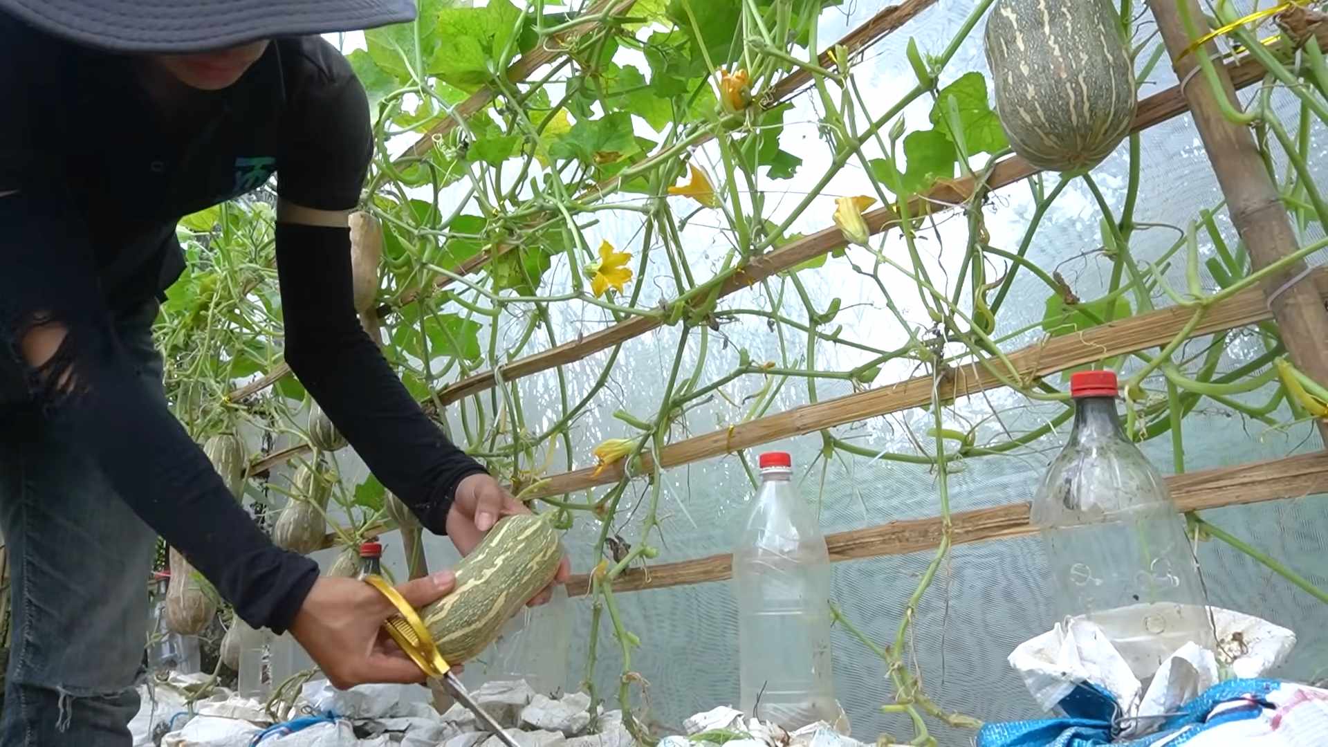 Grow Butternut Squash Indoors