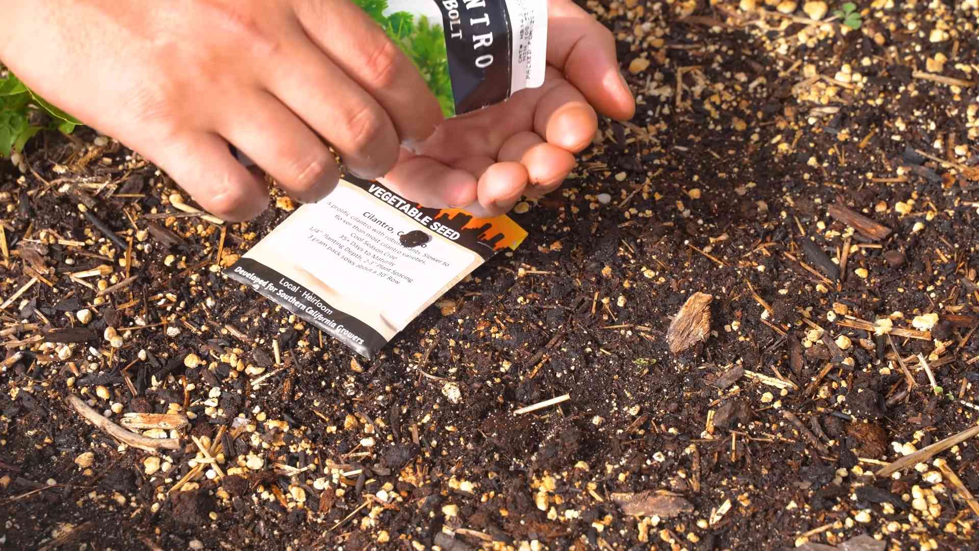 Grow Cilantro Bolting Prevention