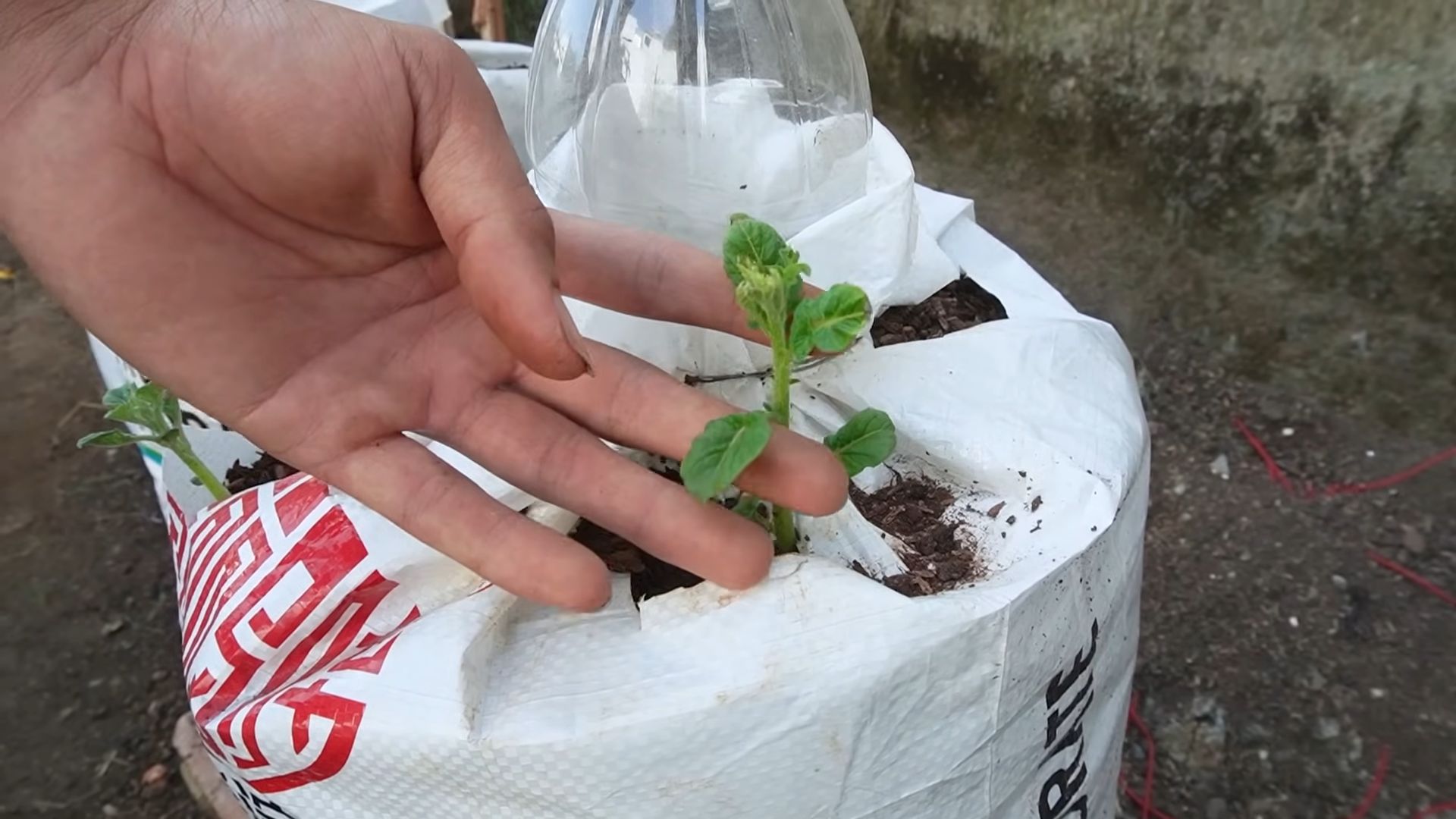 Grow potatoes at home