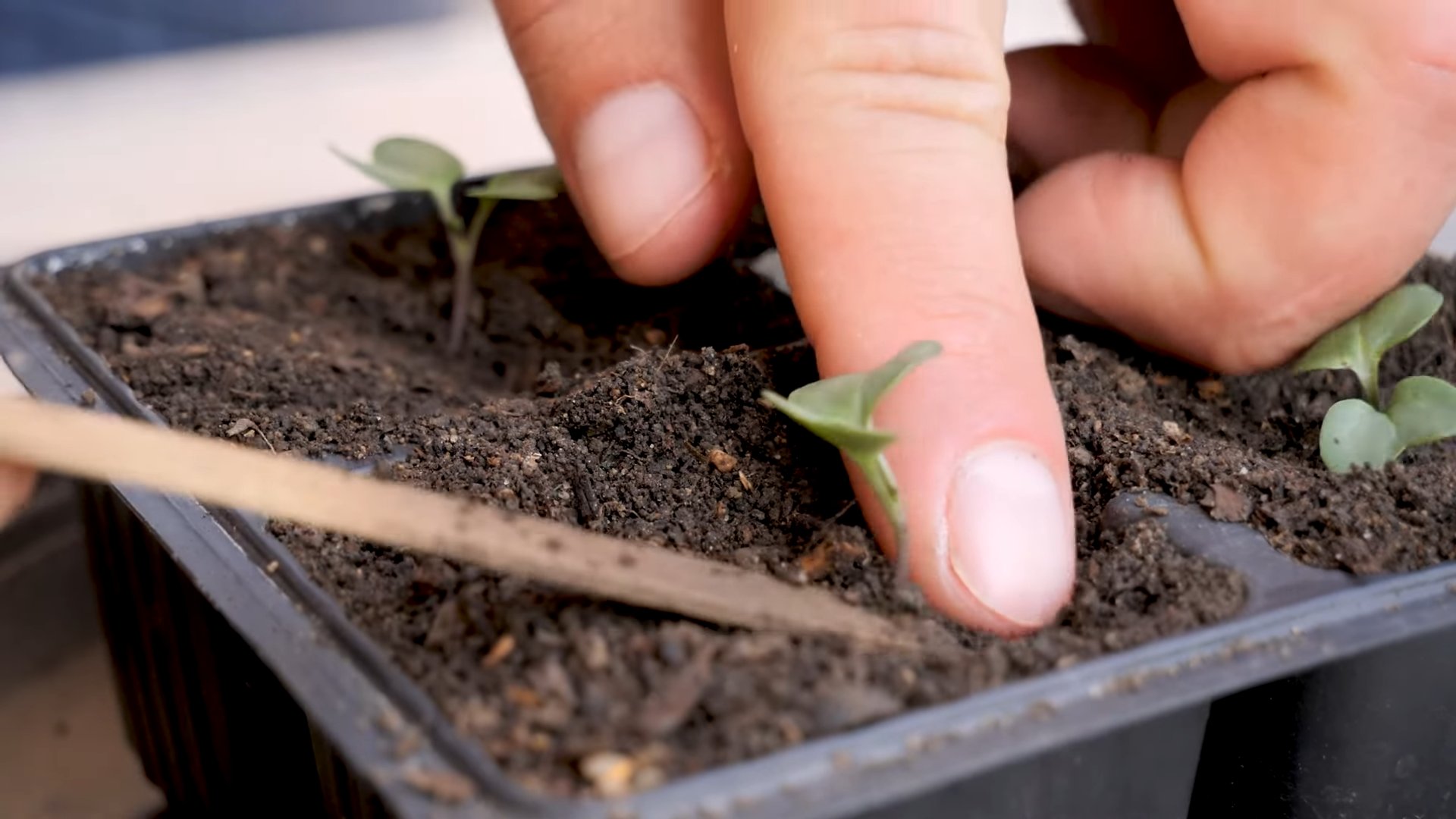 Growing Broccoli from Seed