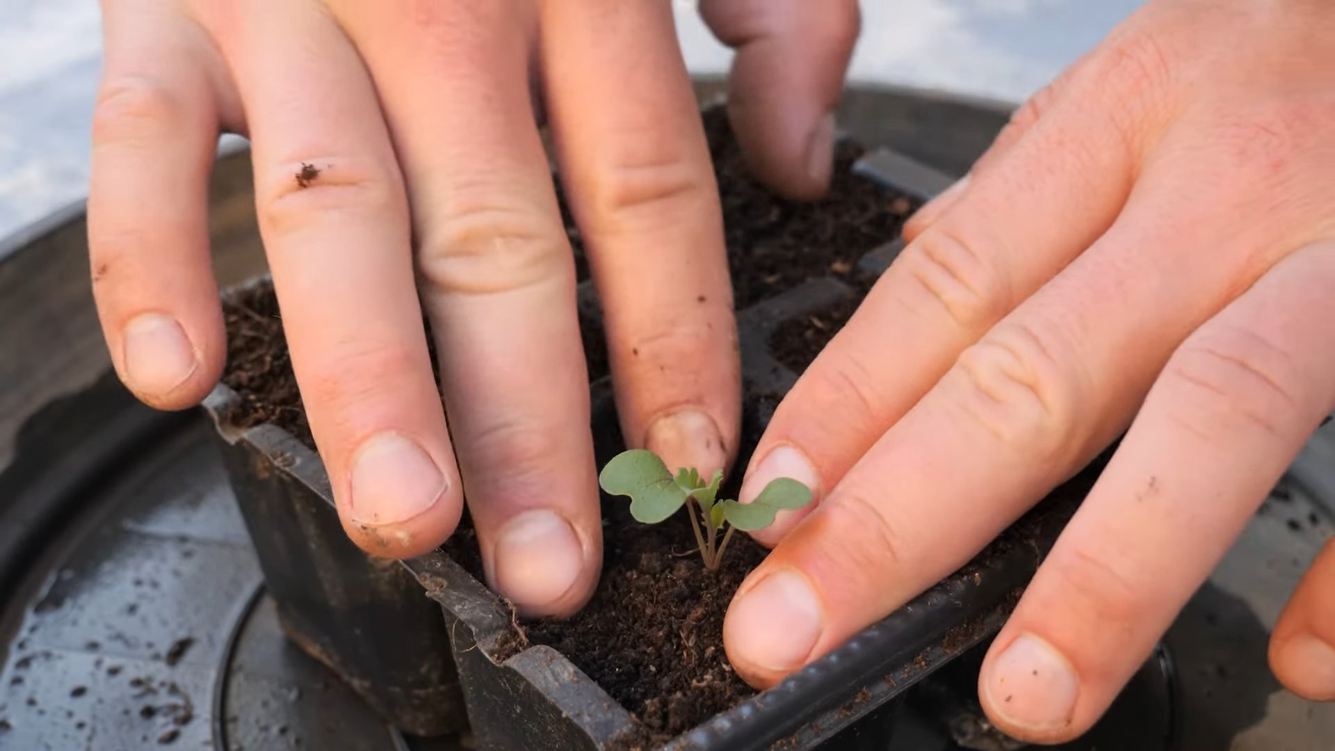 Kale Gardening Tips