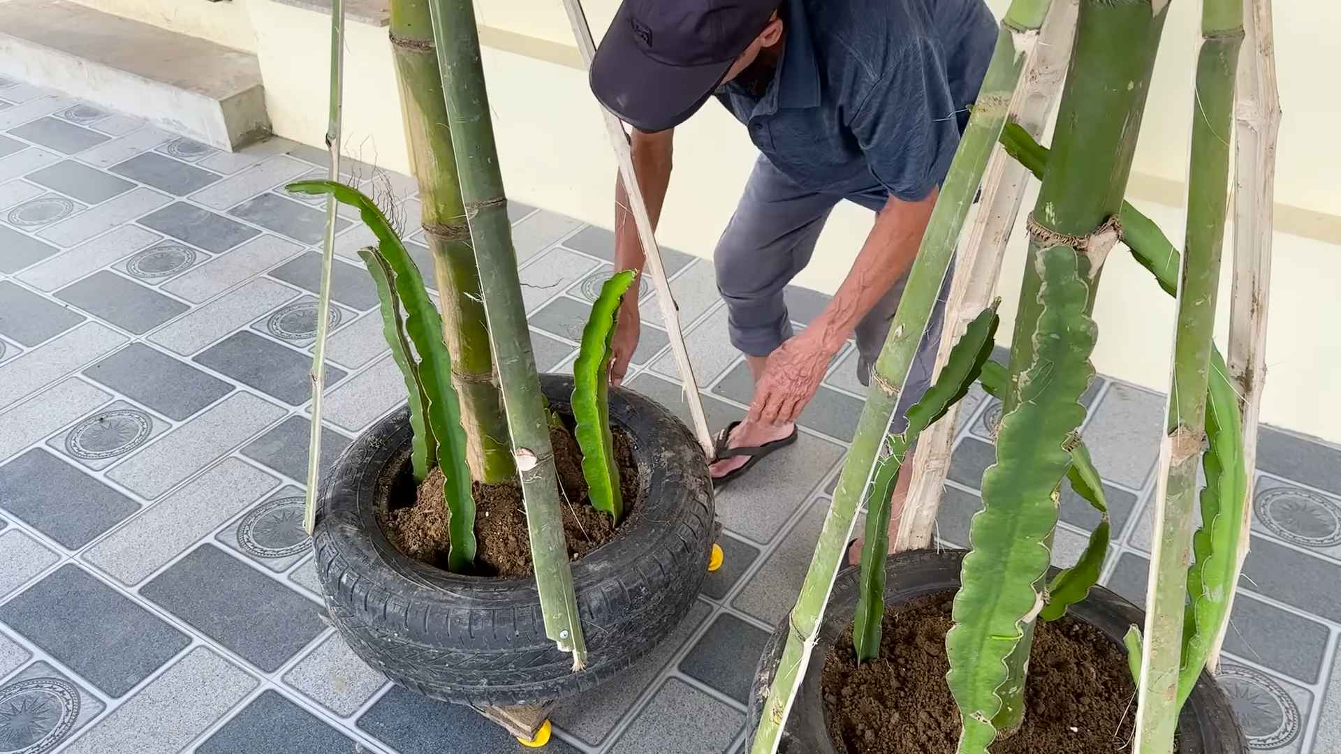 Dragon Fruit Backyard Gardening