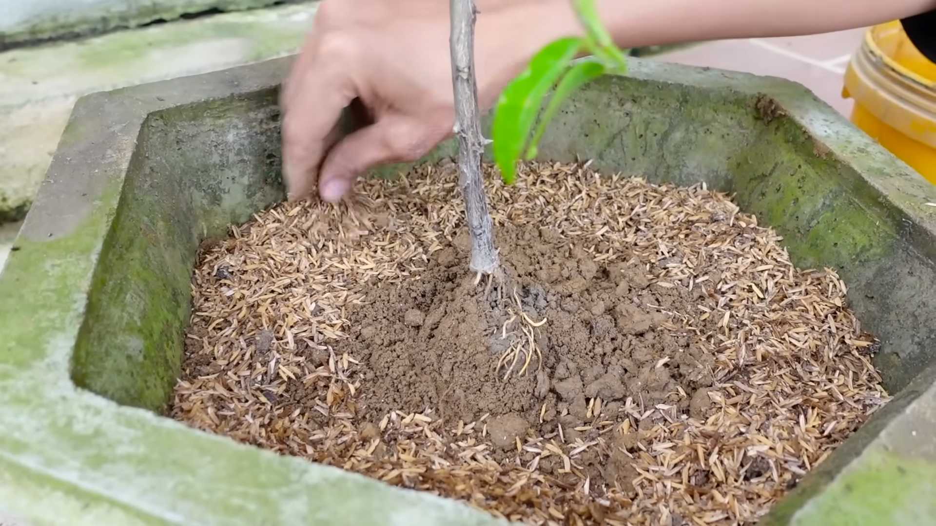 Kalamansi Potting Daily Routine