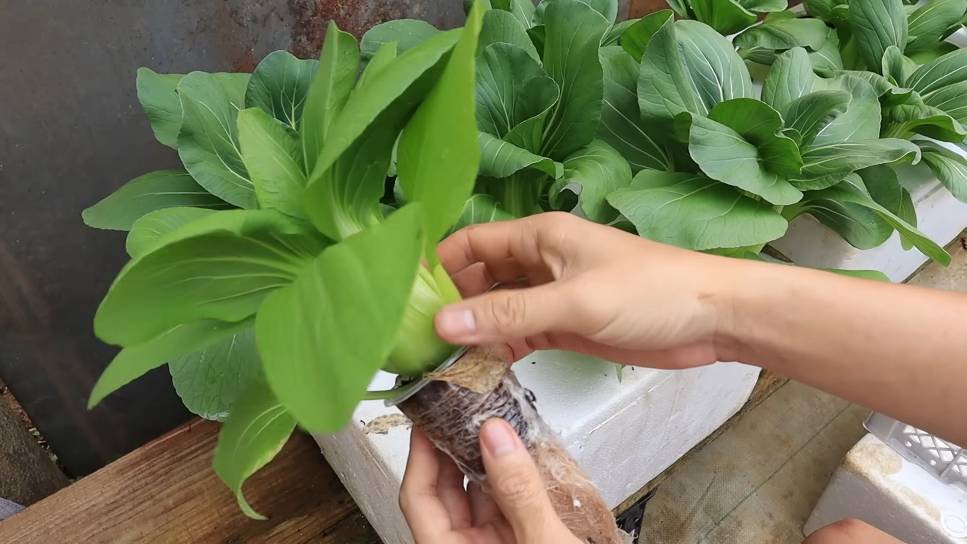 DIY Hydroponic Garden