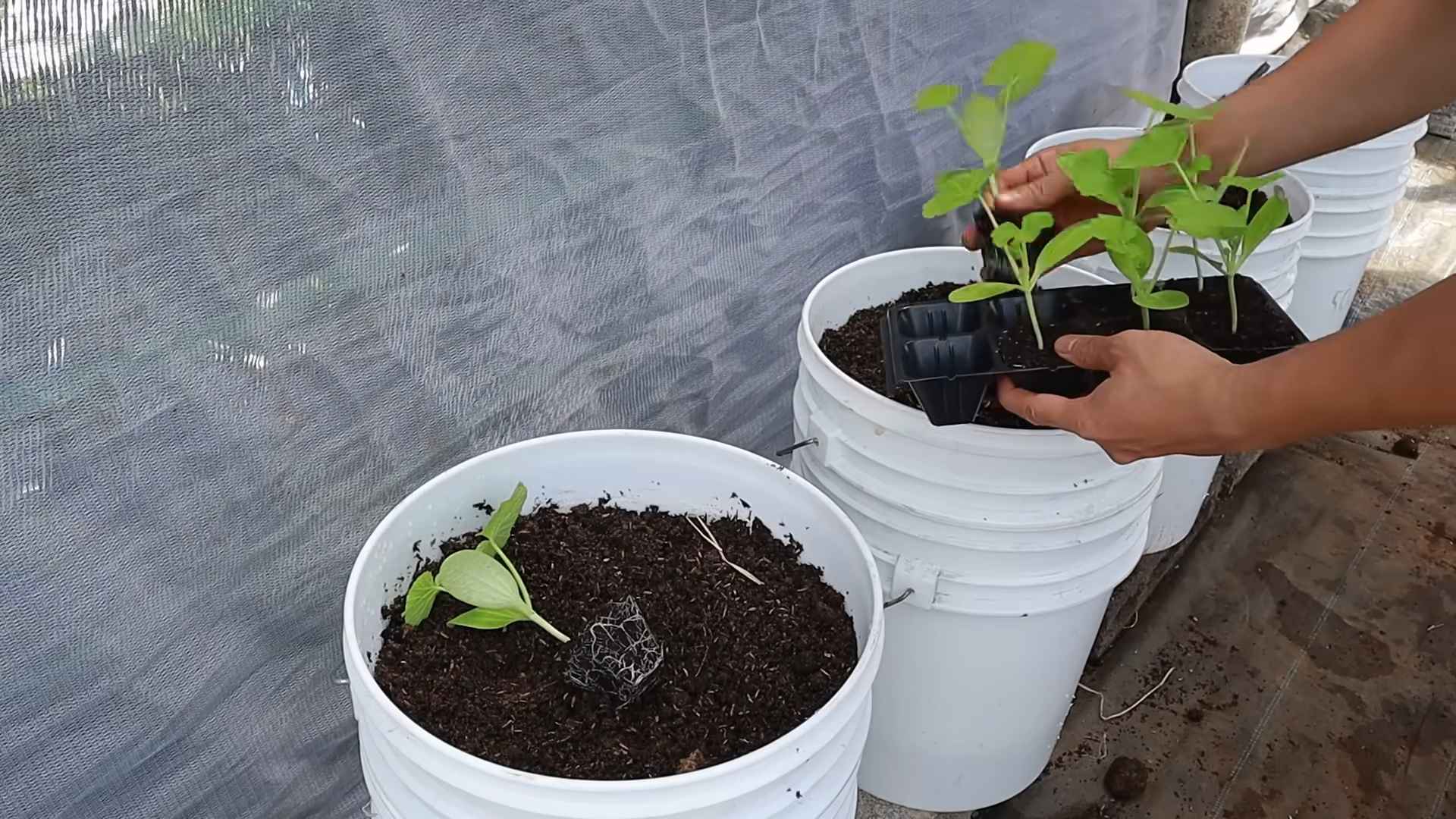 Growing Zucchini Indoors Outdoors