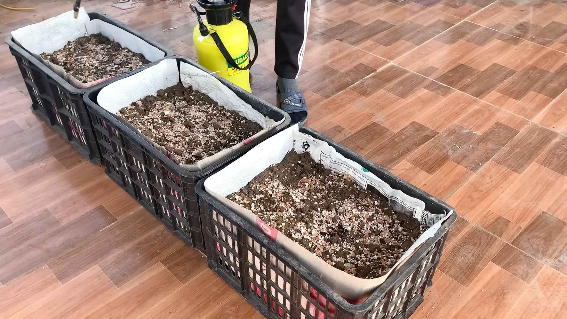 Rooftop Asparagus Growing Routine
