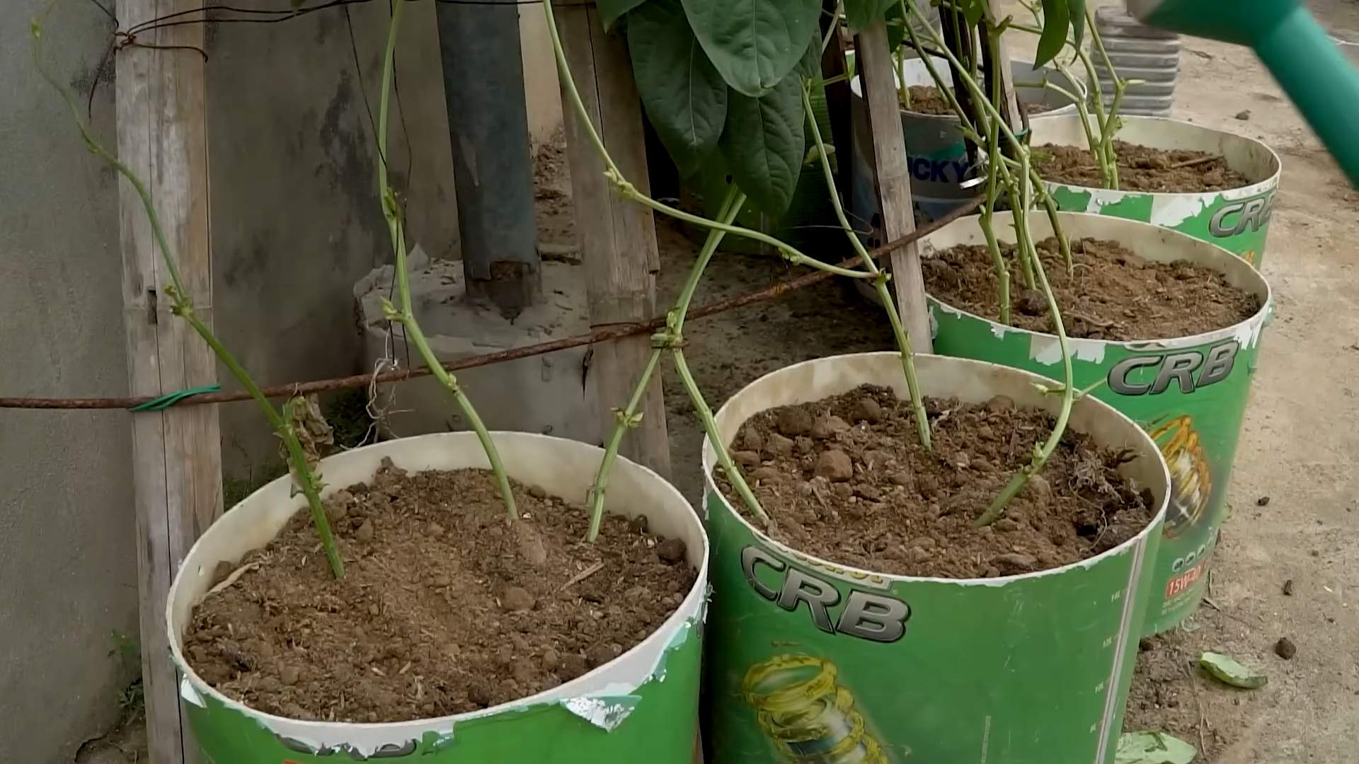 Long bean growing tips