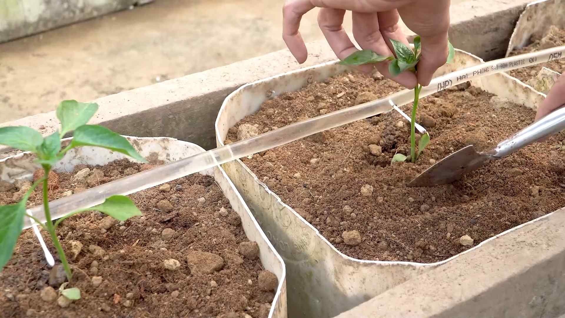 Bell Pepper Container Gardening