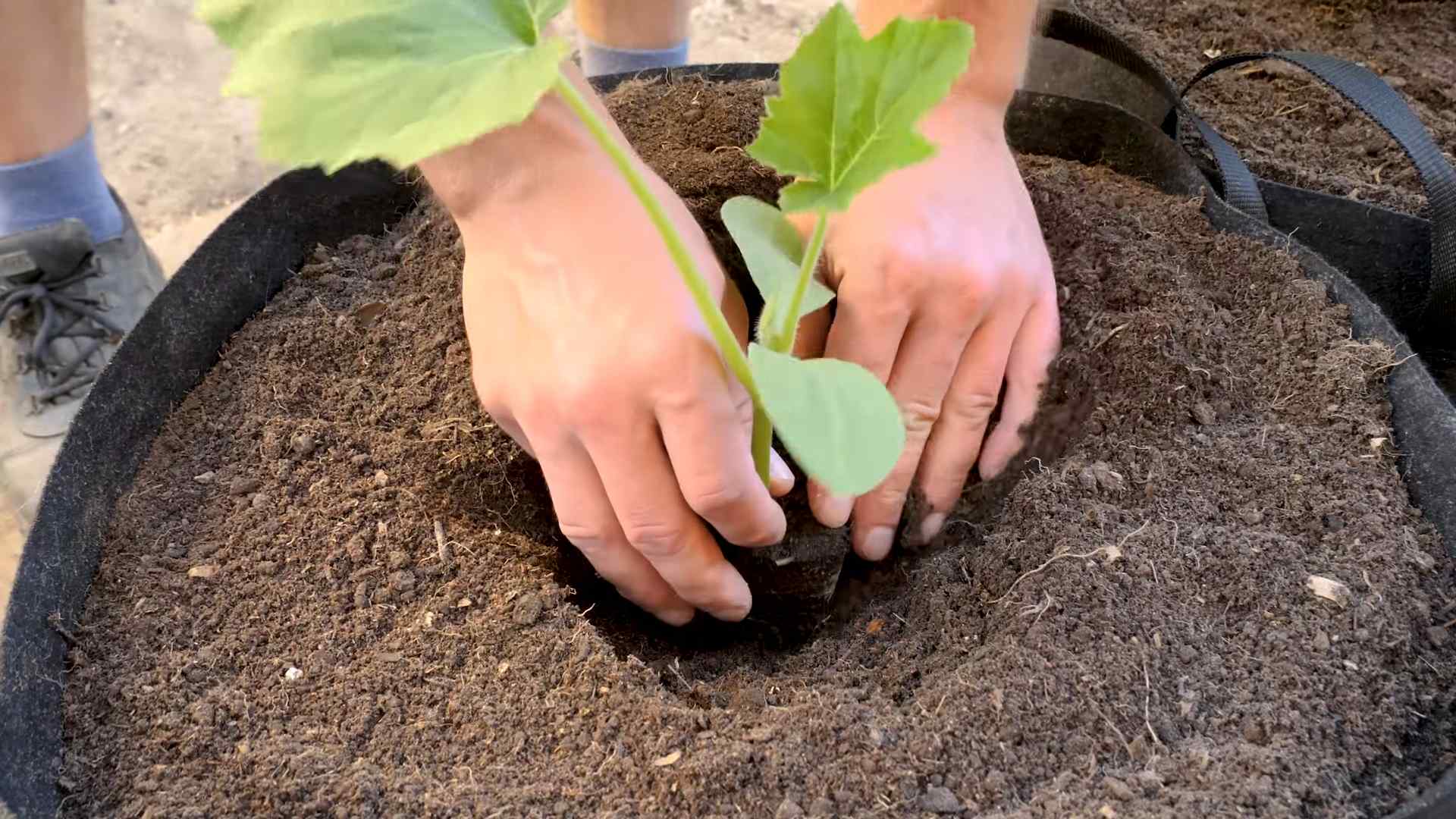 Growing Squash in Pots