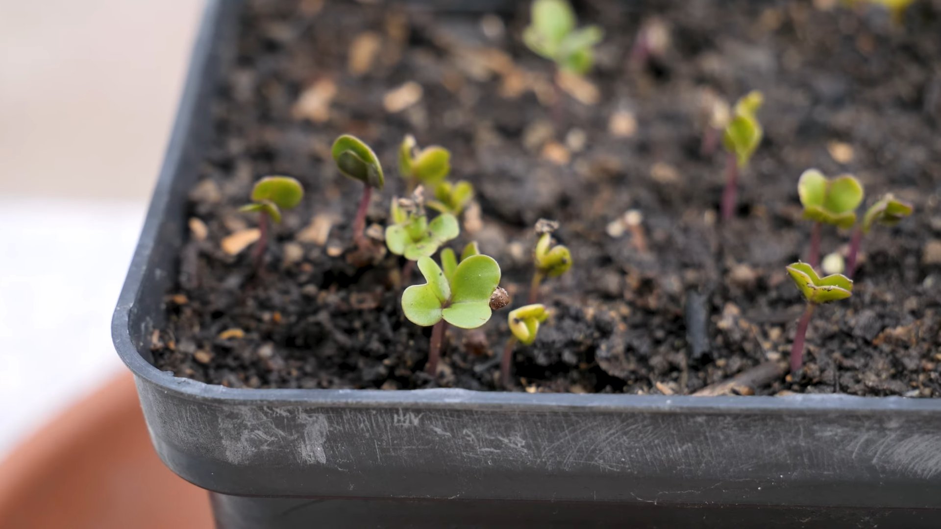 Grow Giant Rutabagas