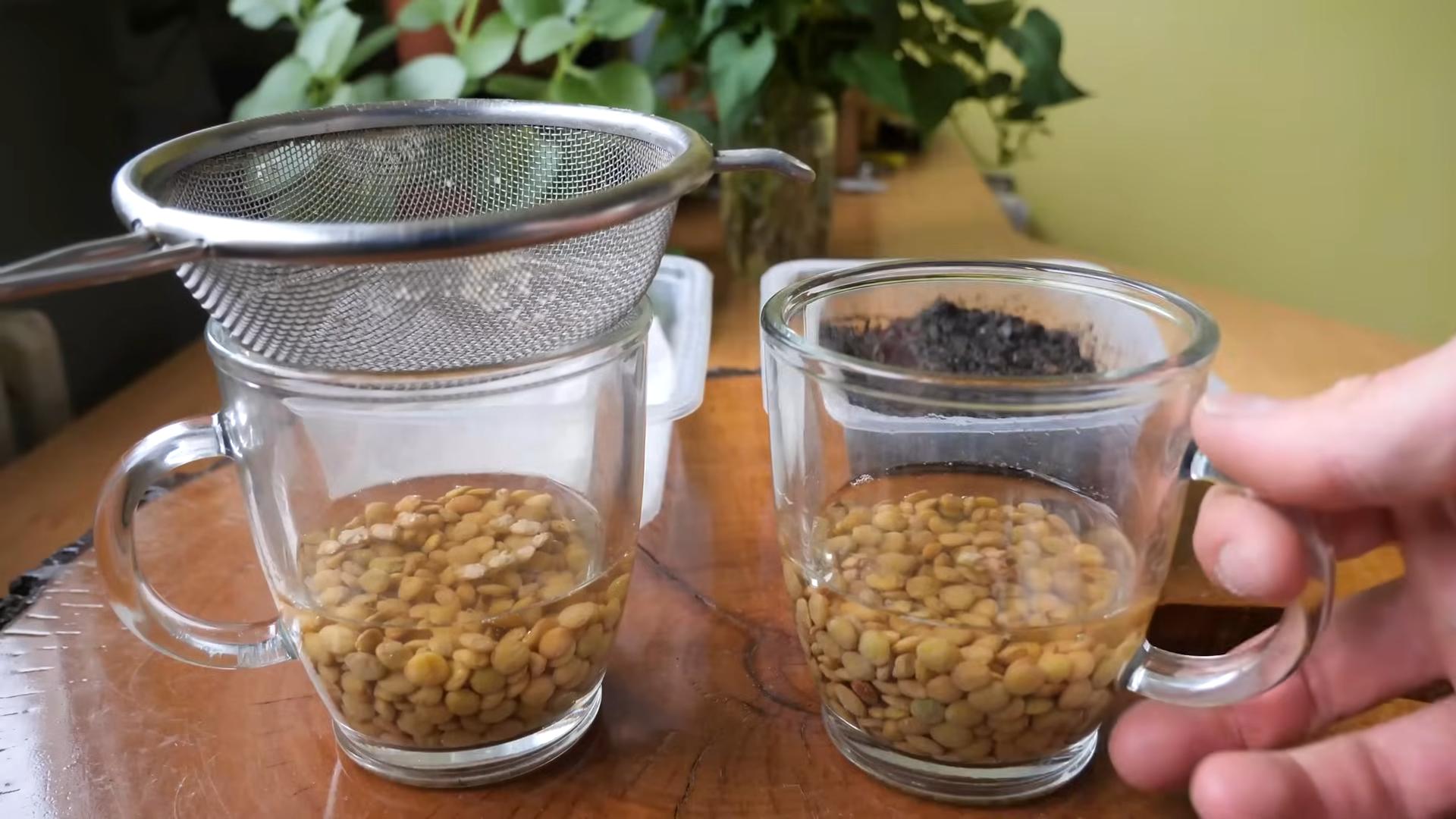 Grow Microgreens Indoors