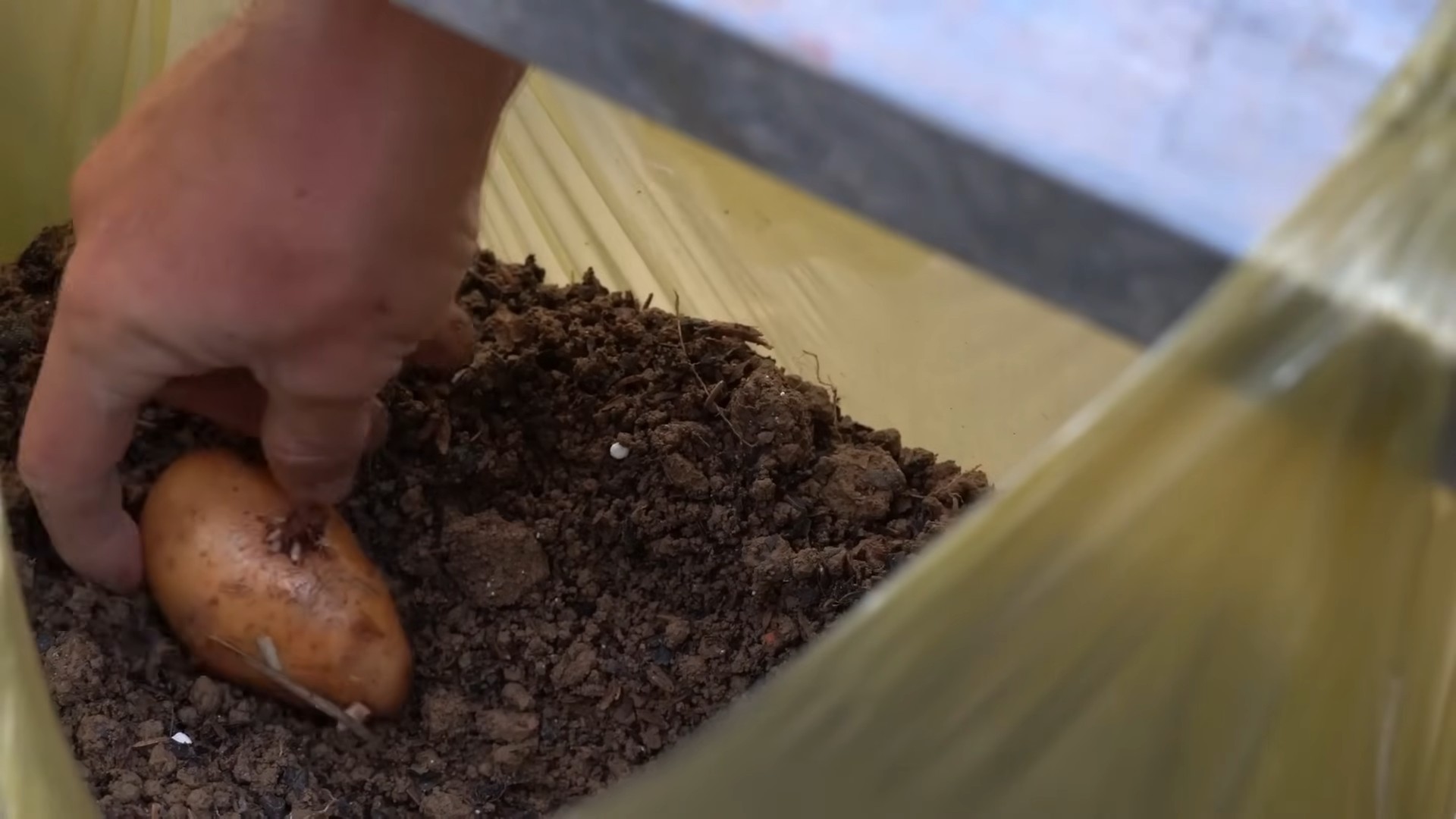 Potatoes in plastic bags