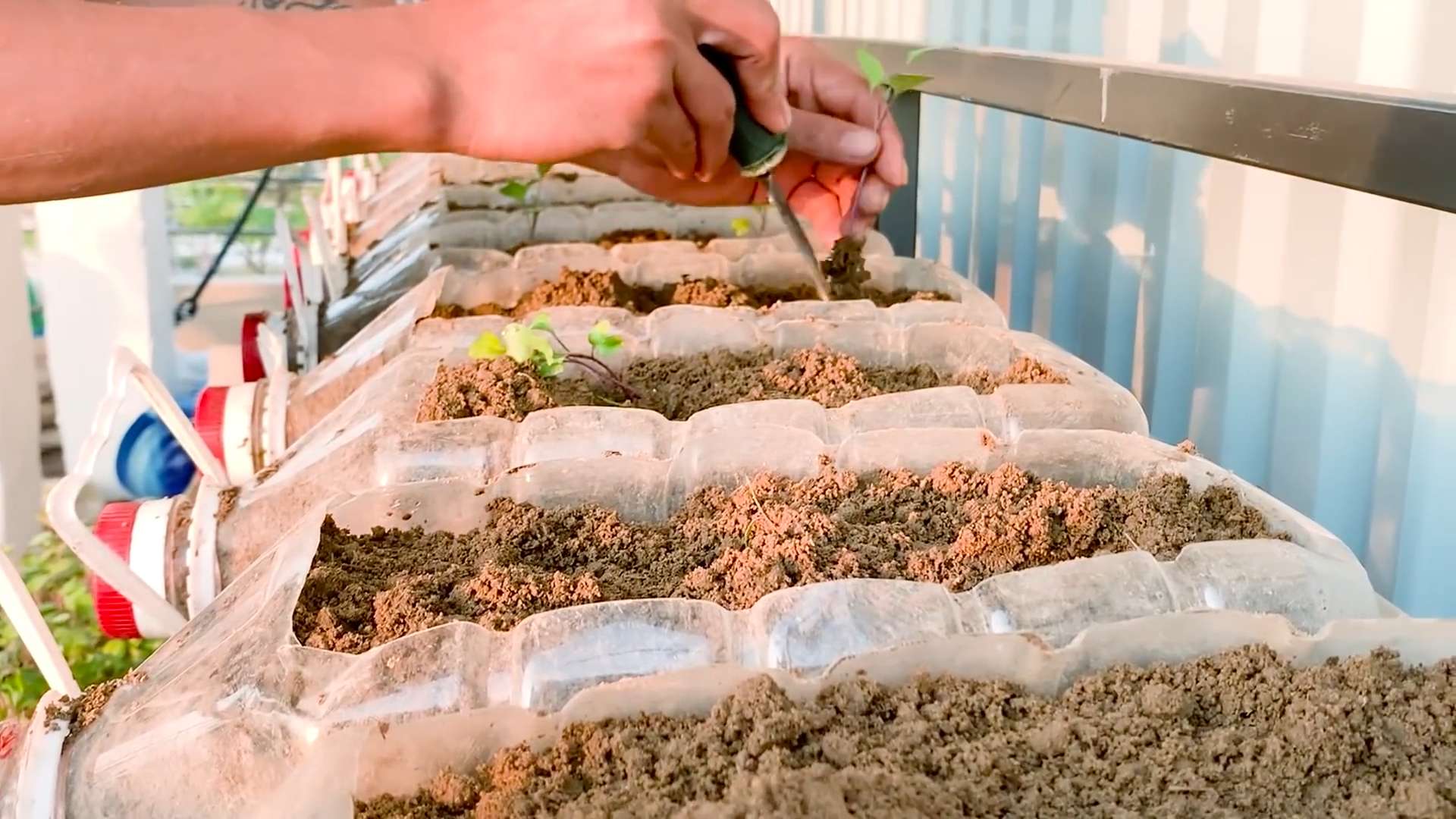 Growing Kohlrabi in Pots