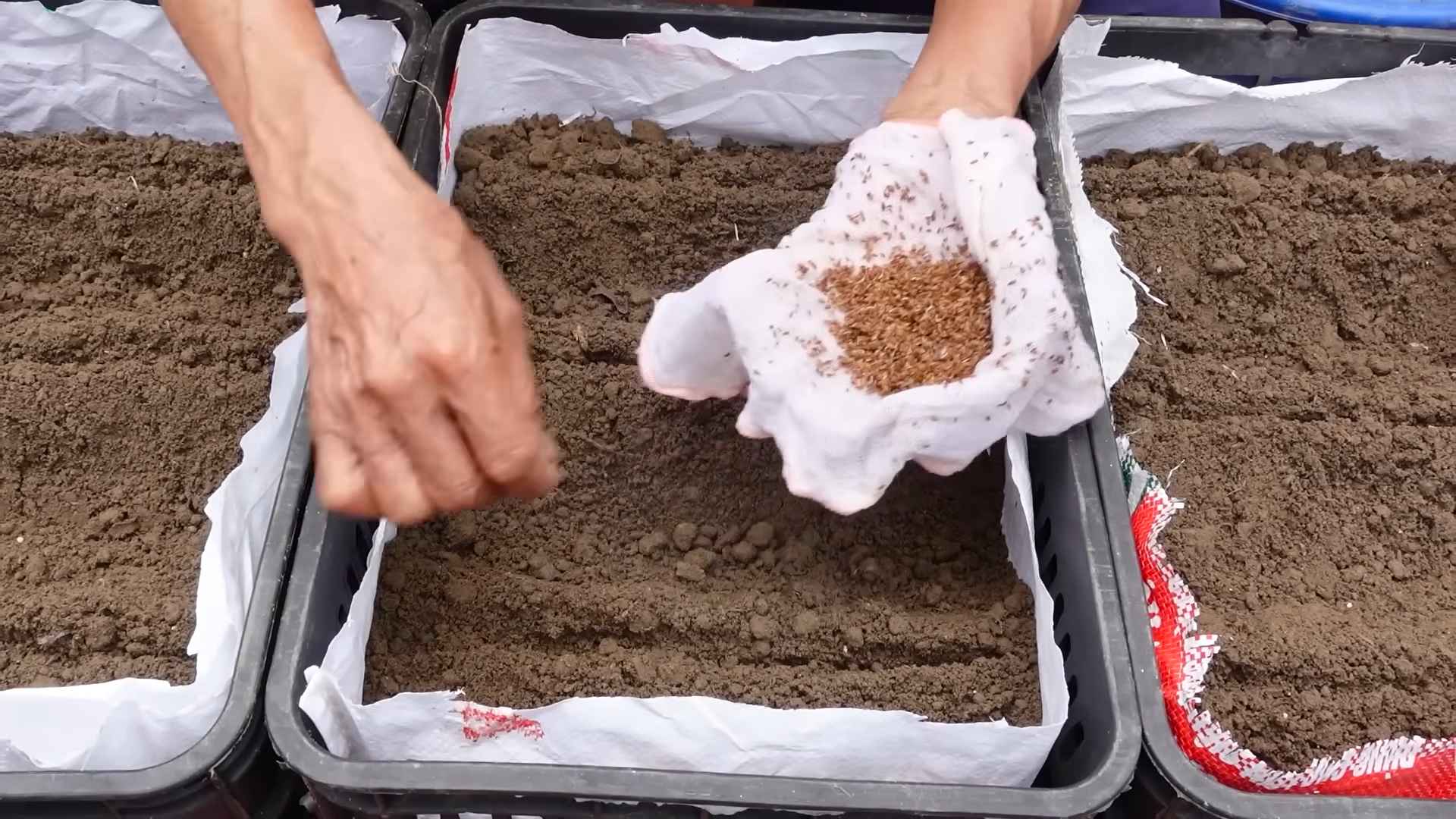 Grow Carrots at Home