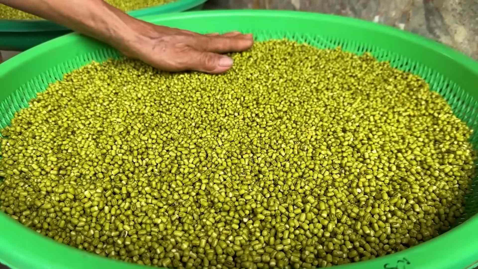 Growing Bean Sprouts at Home