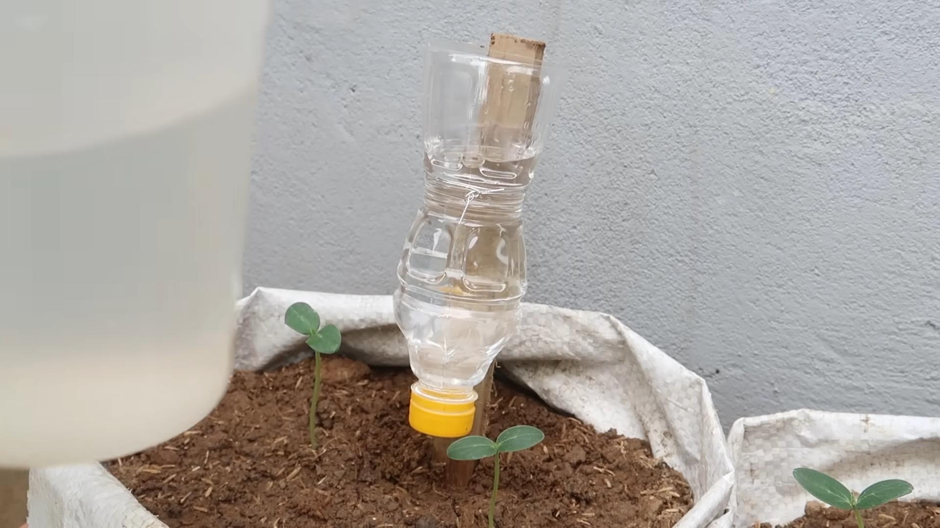 Easy Cucumber Gardening Hacks