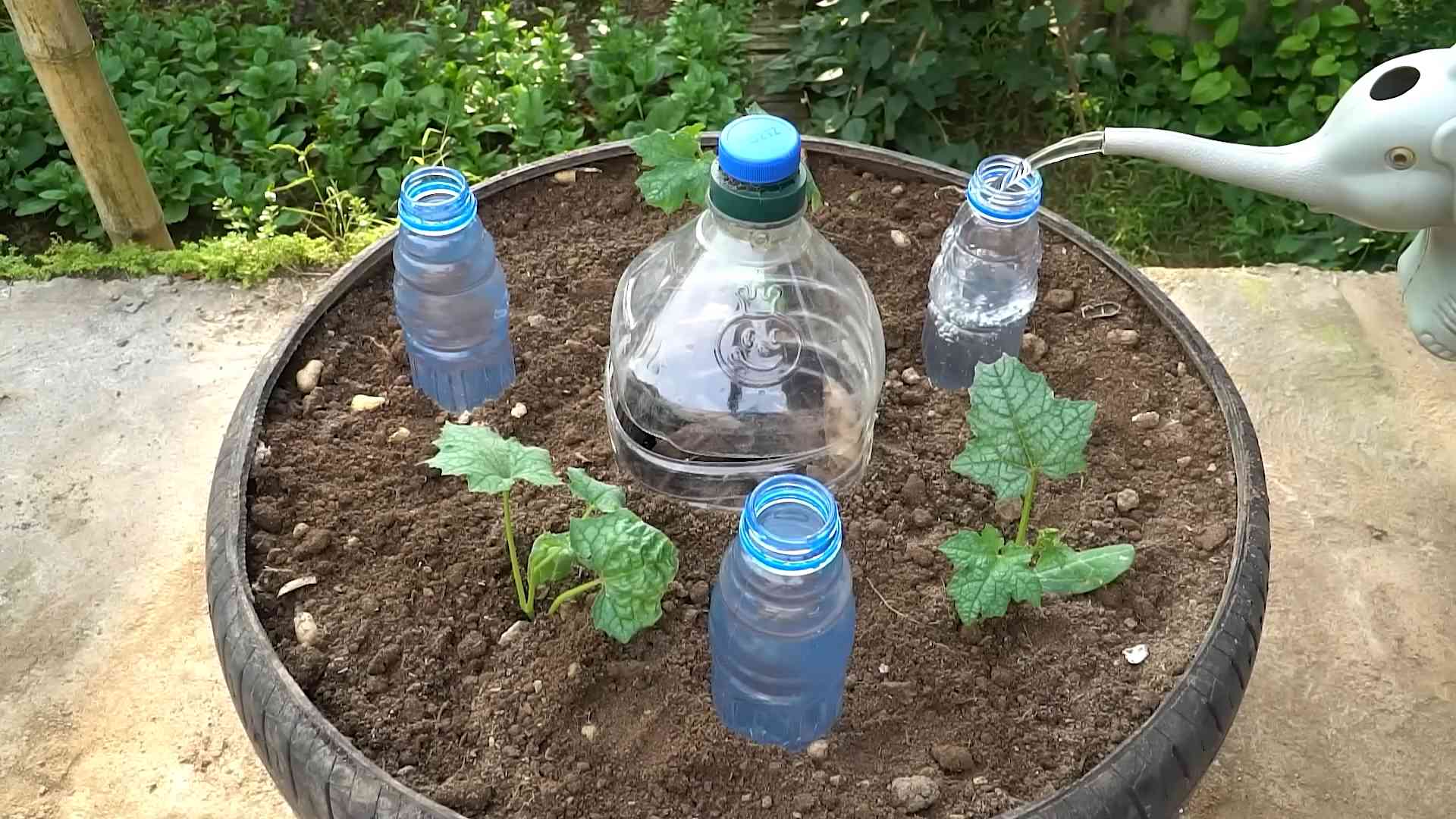 Indoor Sponge Gourd Growing