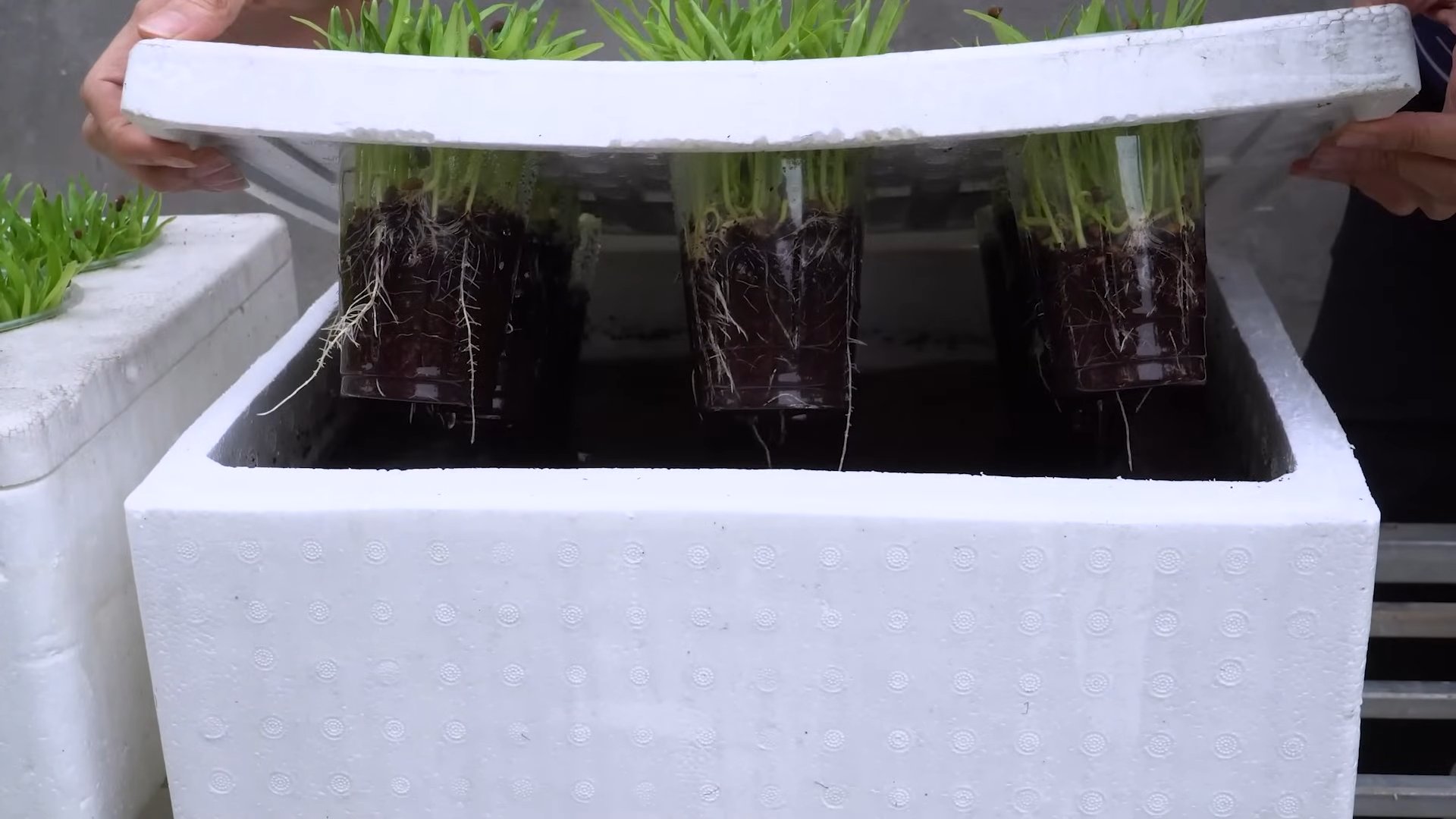 Grow Water Spinach Easily