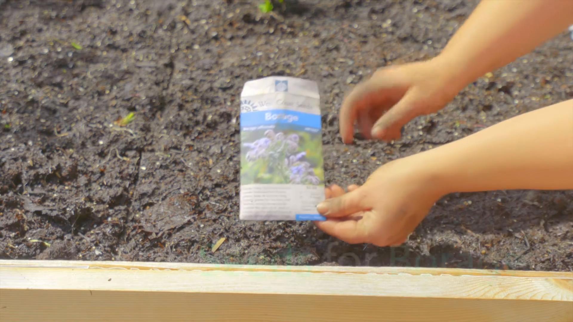 Grow Borage at Home
