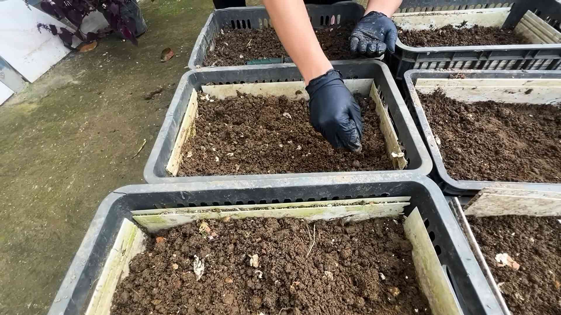 Grow Carrots Indoors