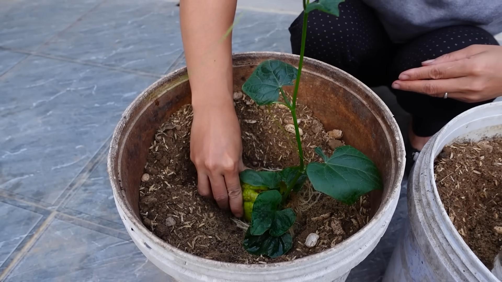 Grow Chayote in Bucket
