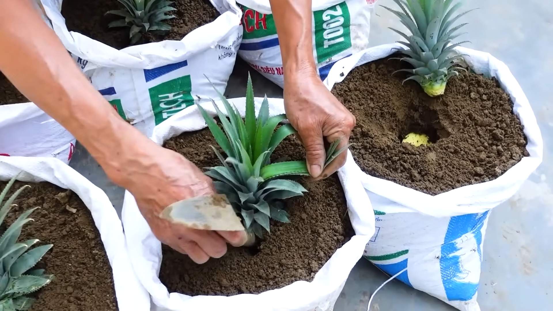 Pineapple farming at home