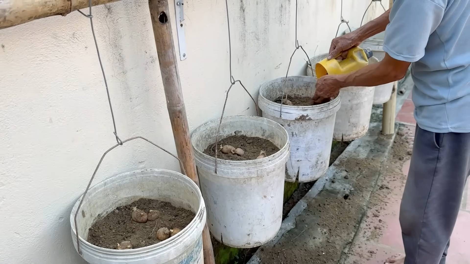Container potato gardening