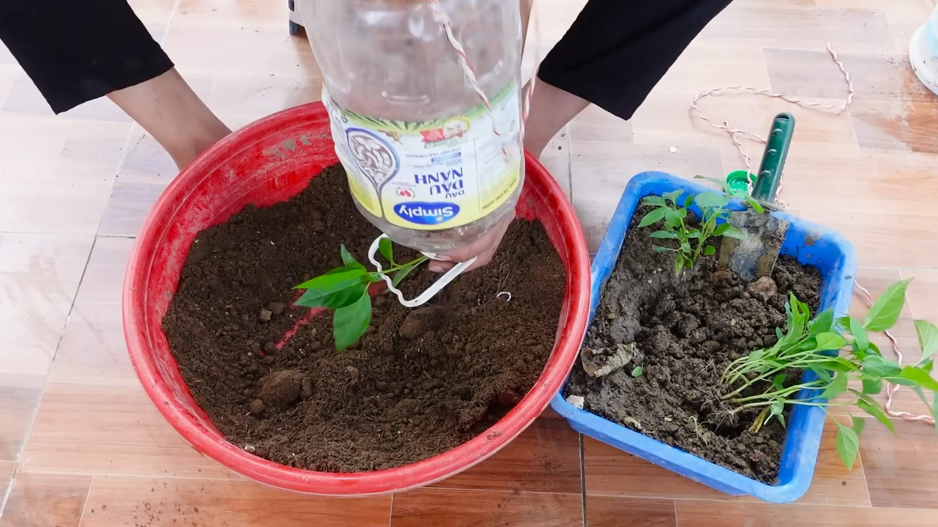 DIY chili harvest boost
