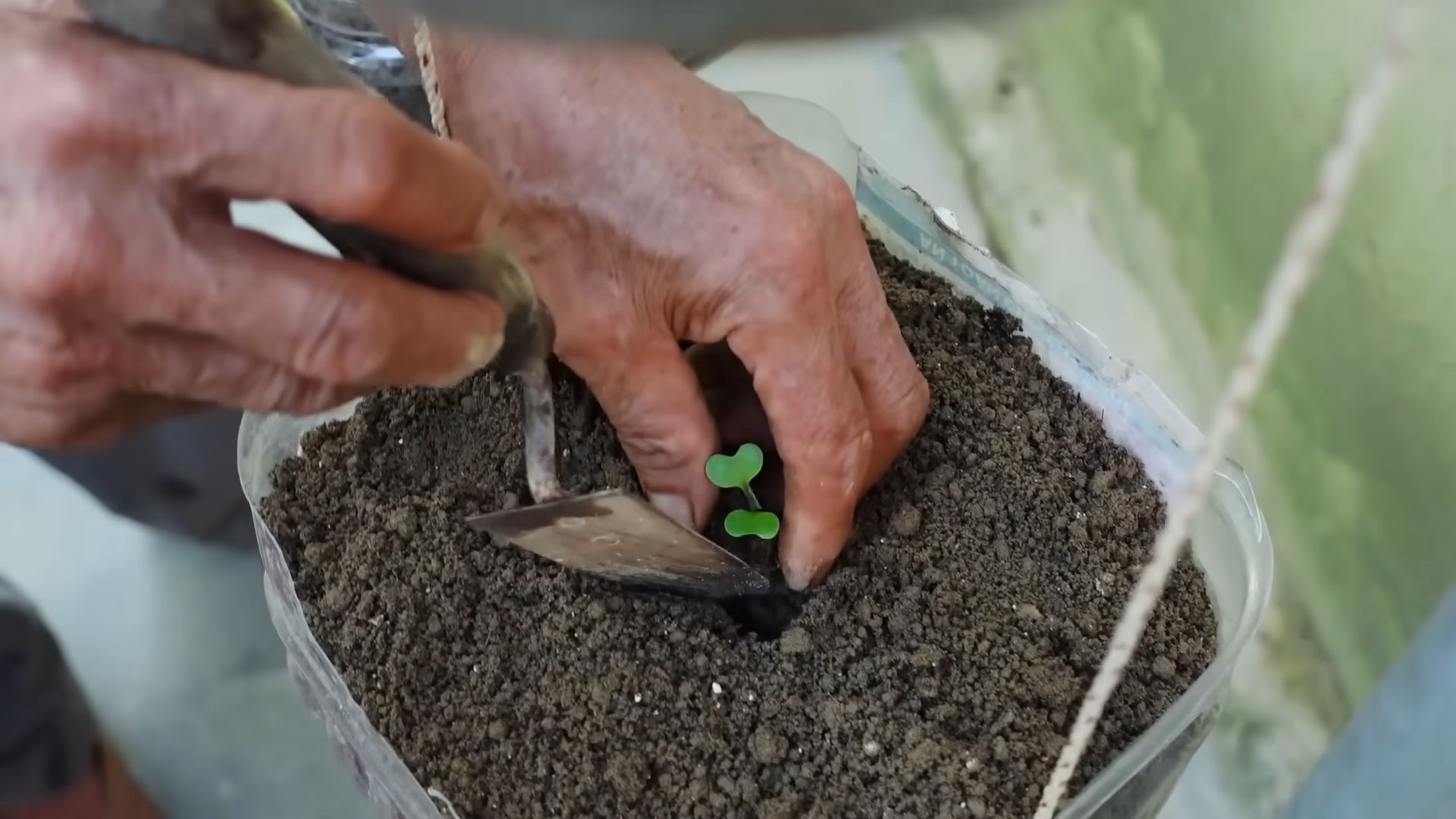 Hanging Cabbage Growing Guide