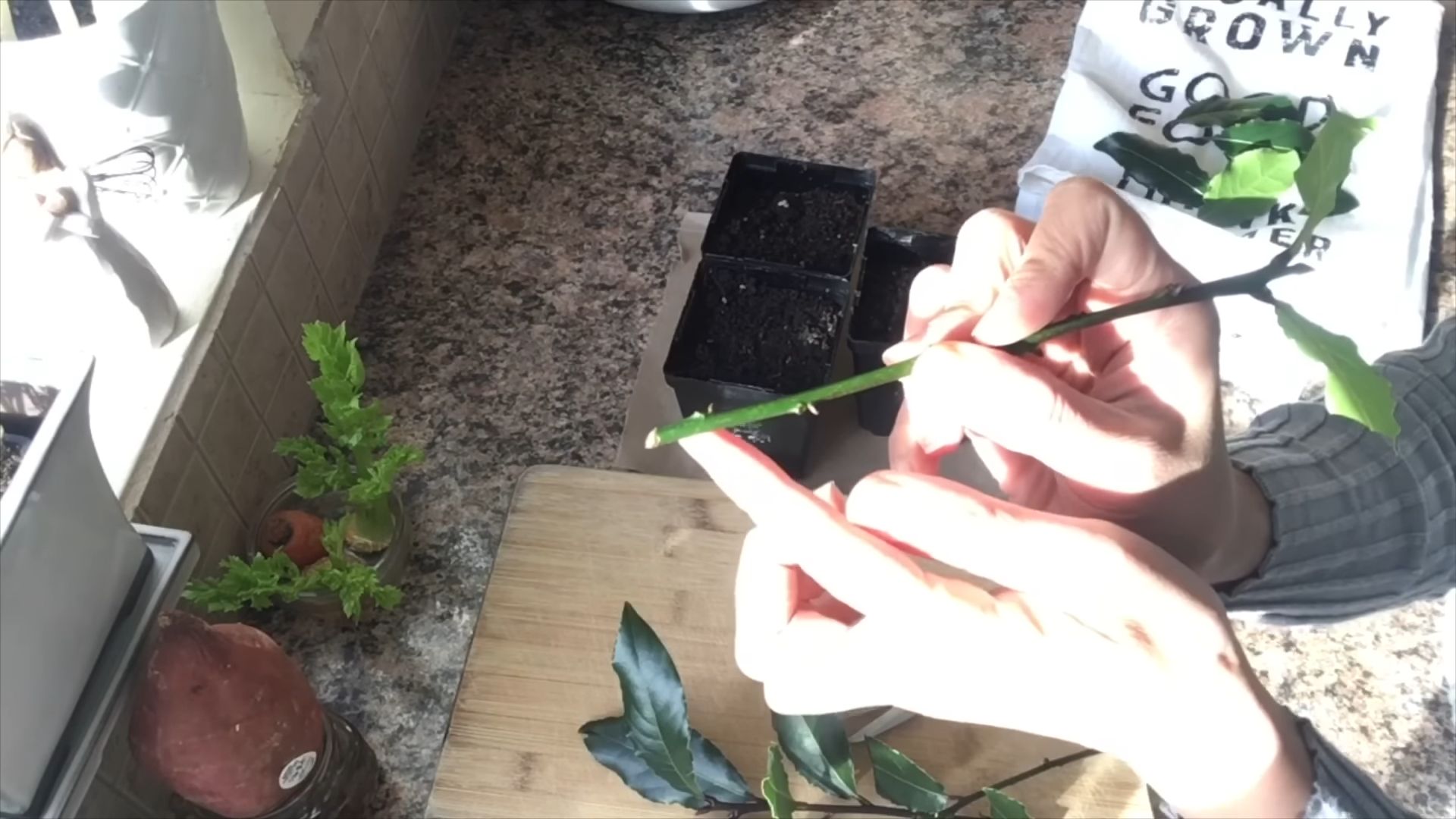 Propagate Bay Leaf Cuttings
