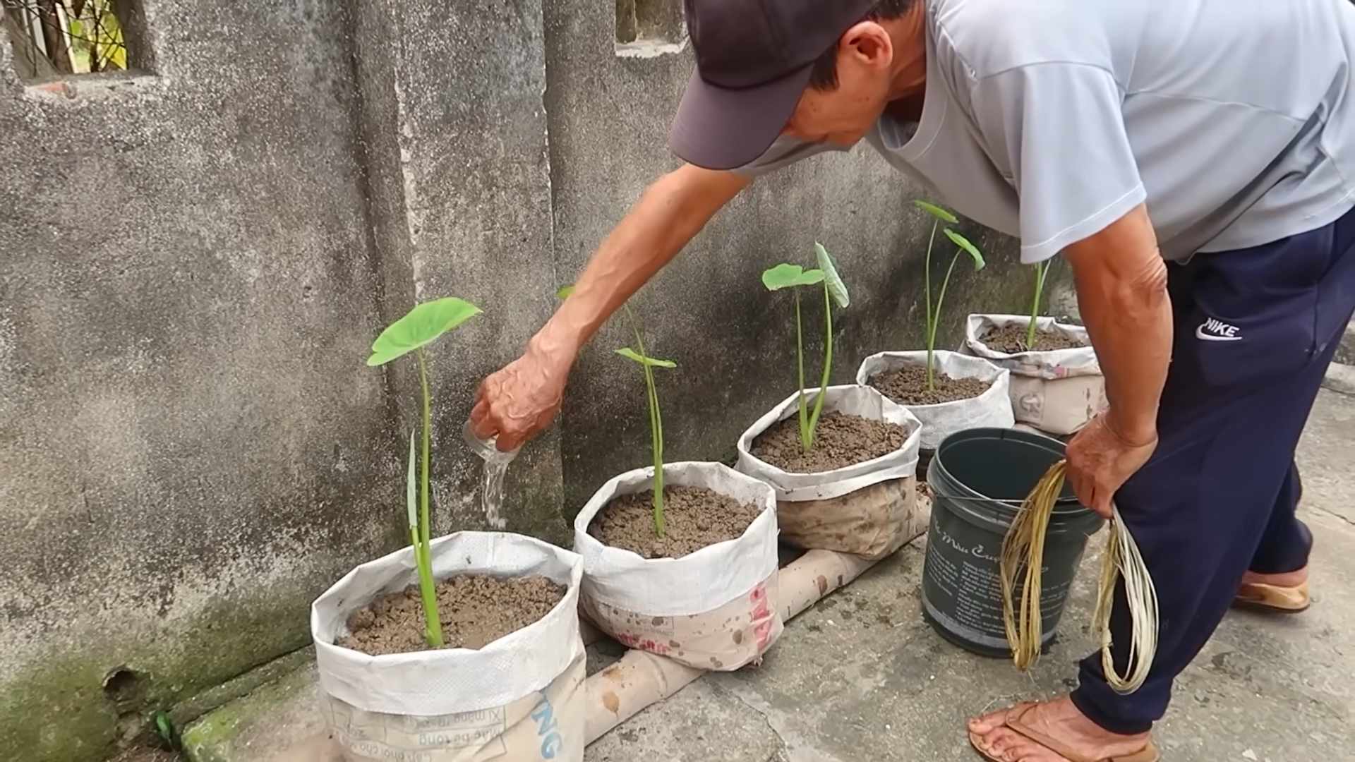 Grow Taro Organically Kitchen