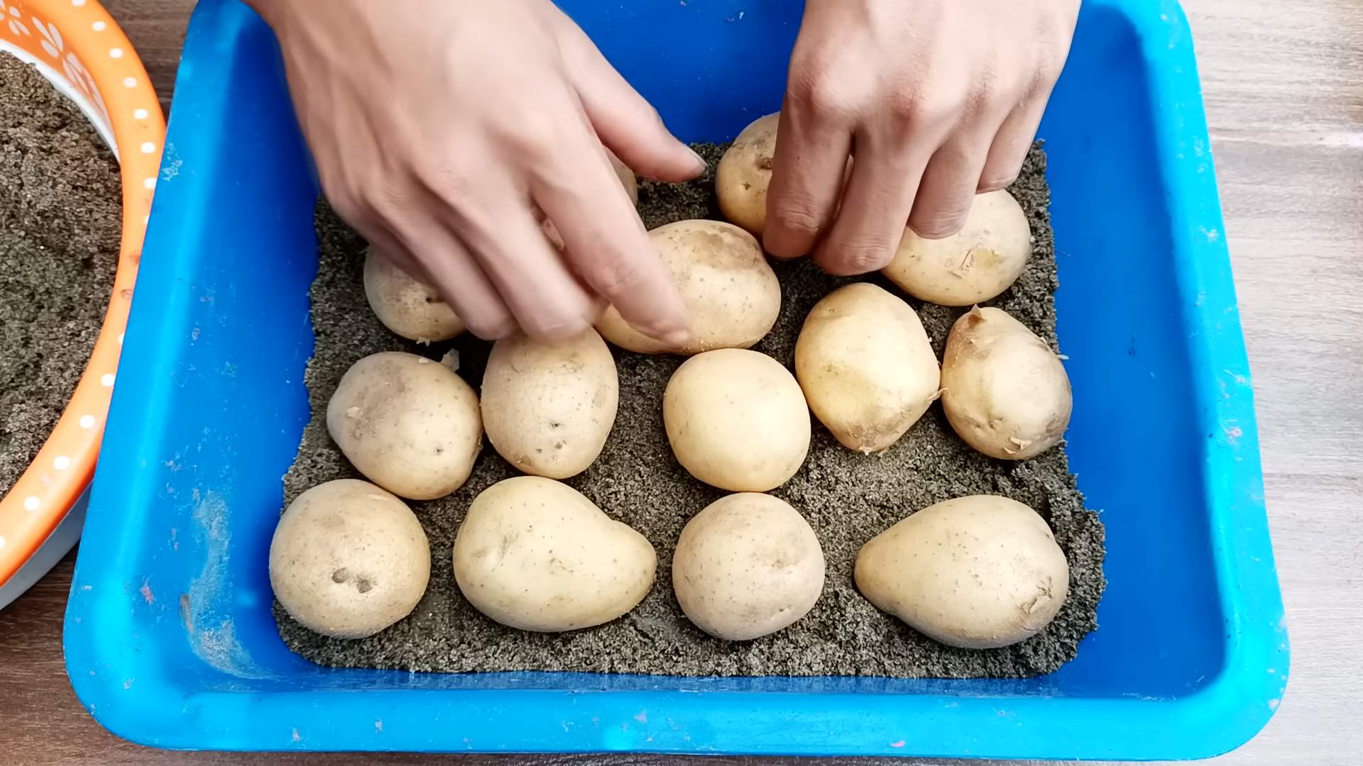 Growing Potatoes Above Ground